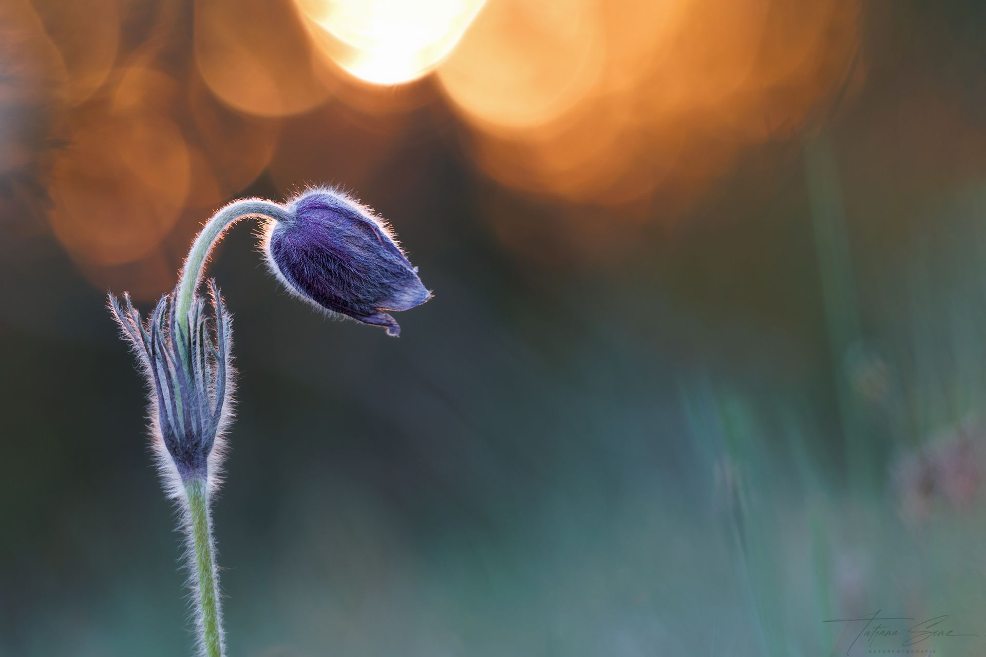 Lila Blume mit weichem, pelzigem Stiel vor einem verschwommenen, goldenen Sonnenuntergang.