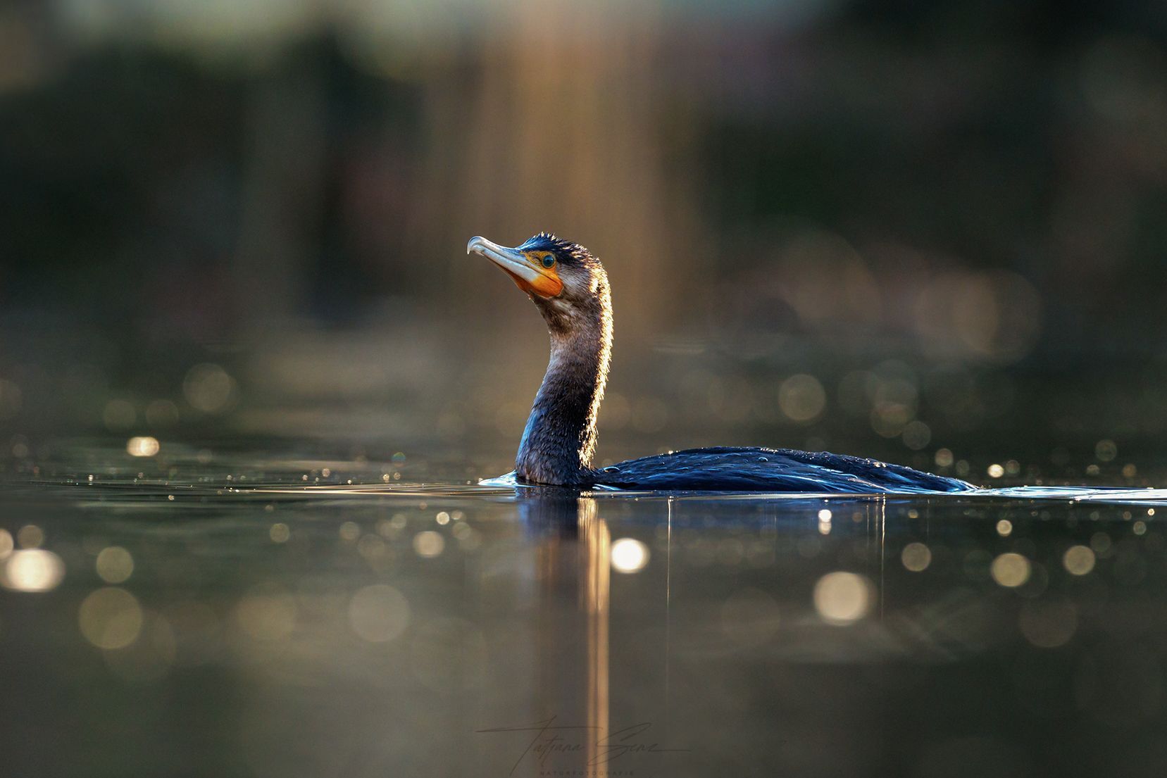 Ein Kormoran schwimmt im Wasser, auf dessen Kopf und Körper sich das Sonnenlicht spiegelt.