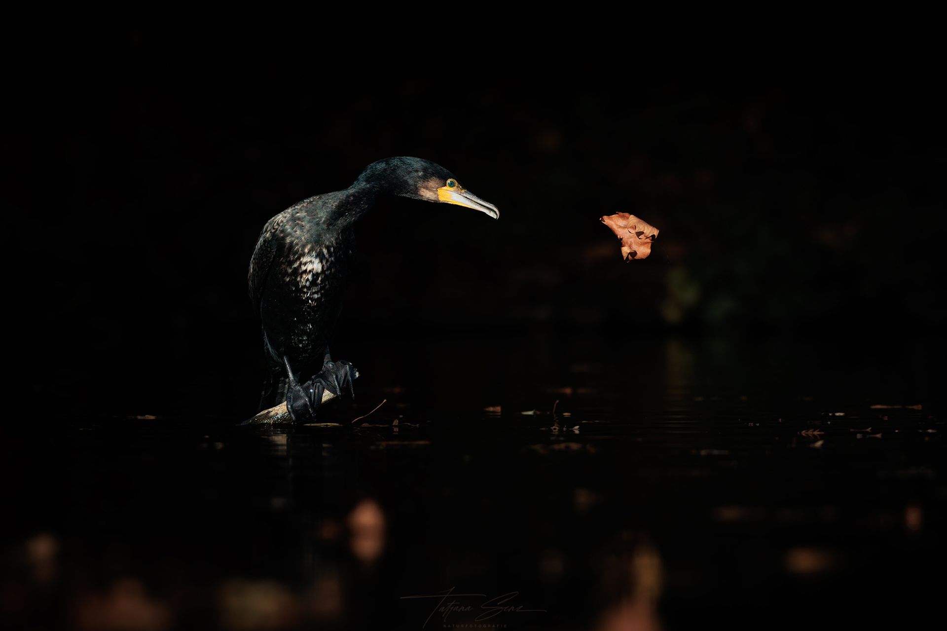 Kormoranvogel im Wasser, der seine Flügel trocknet, mit einem kleinen Blatt in der Nähe seines Schnabels hinterherschaut