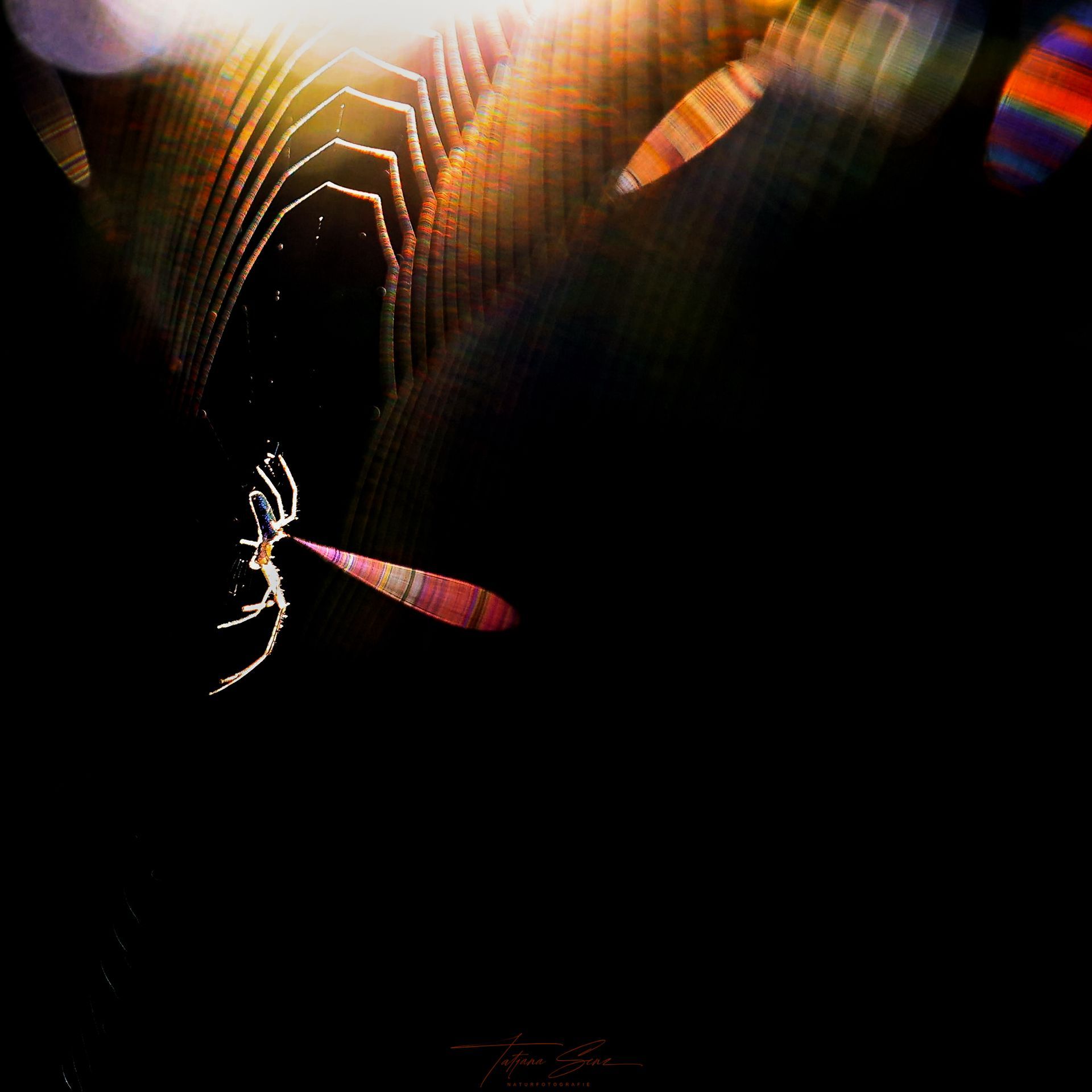 Spinne im Netz, beleuchtet vom Sonnenlicht in Low Key aufgenommen