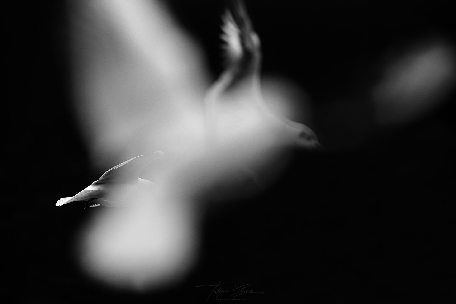 Ein Schwarzweißbild eines Vogels im Flug mit ausgebreiteten Flügeln vor einem dunklen Hintergrund.