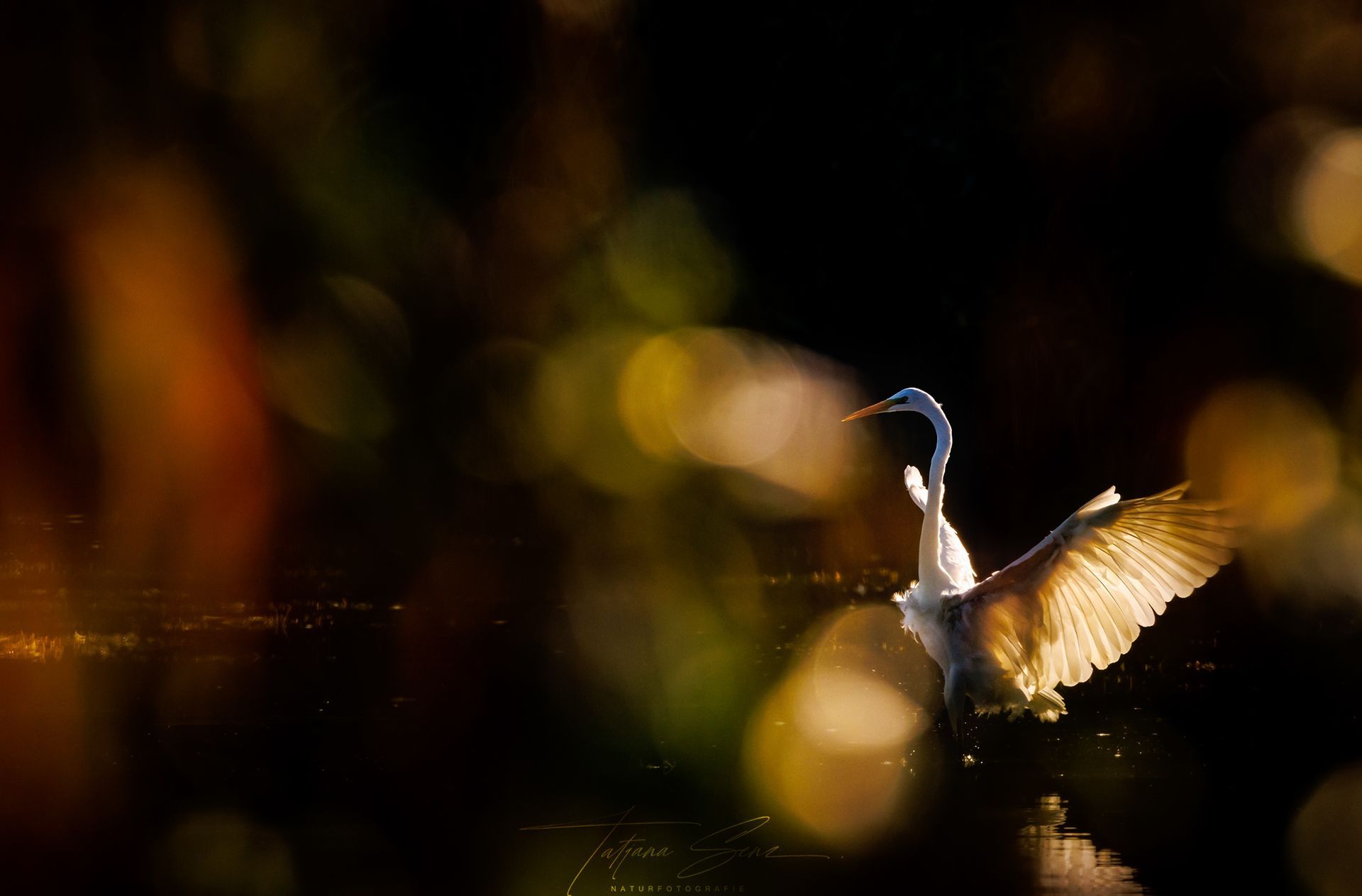 Silberreiher mit ausgebreiteten Flügeln in dunklem Wasser, von hinten beleuchtet durch warmes Bokeh.