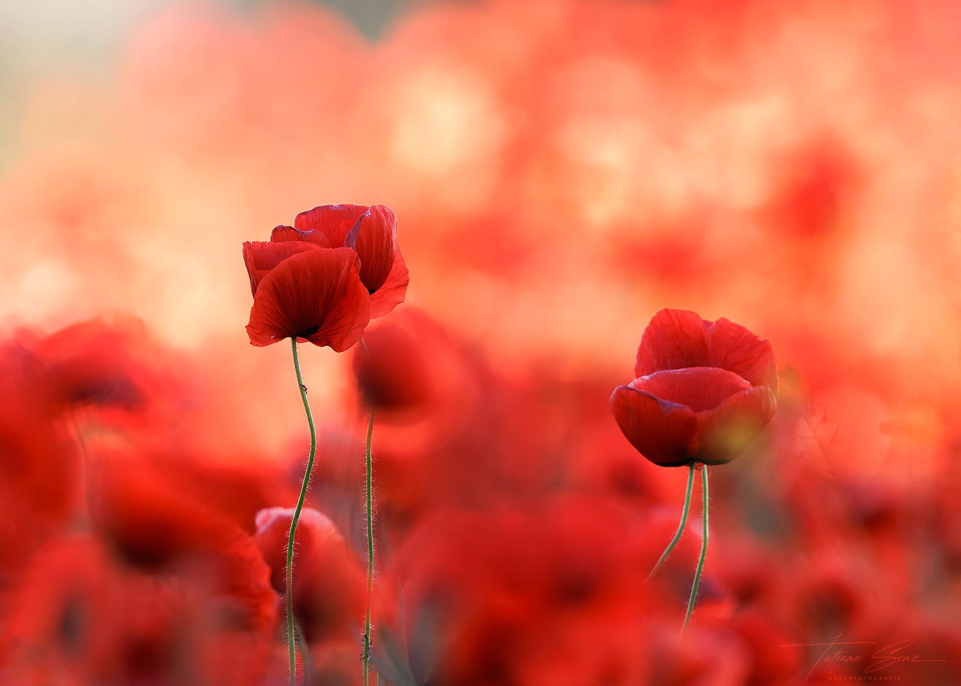 Rote Mohnblumen auf einem Feld mit unscharfem, feurigem Hintergrund.