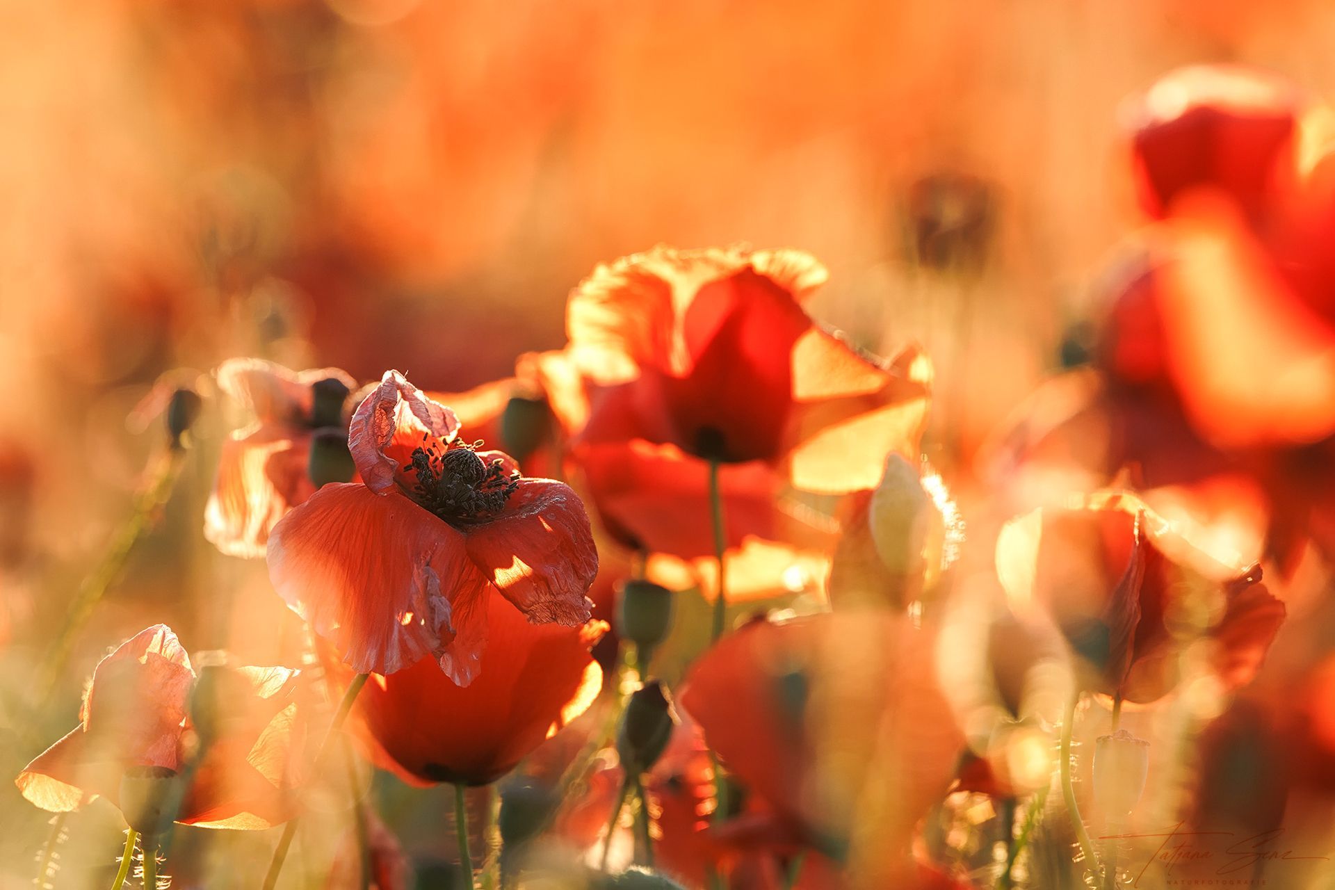 Rote Mohnblumen auf einem sonnenbeschienenen Feld, Blütenblätter beleuchtet.