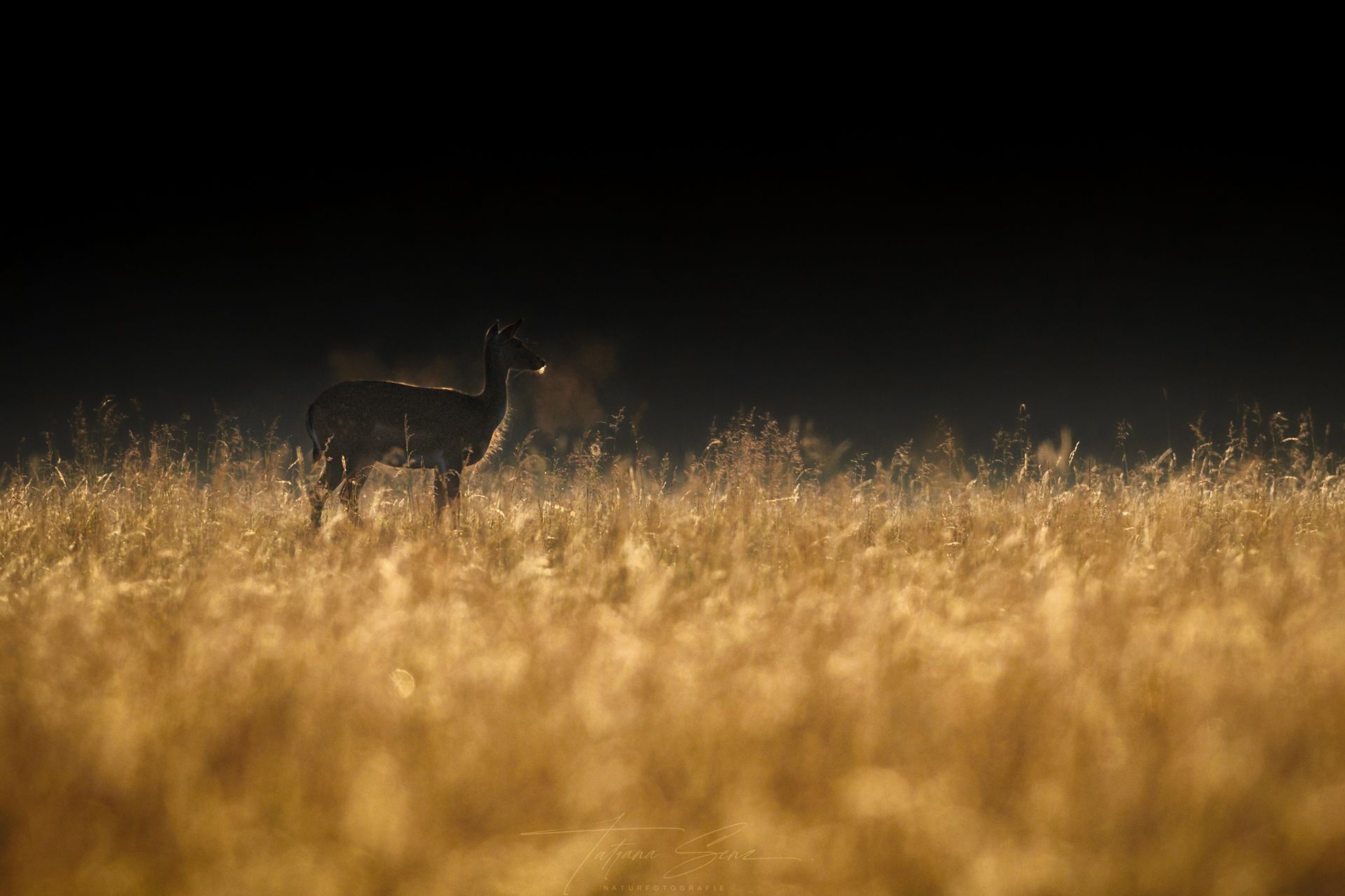 Damwild steht auf einem Feld aus goldenem Gras, beleuchtet von einer Lichtquelle, dunkler Hintergrund.