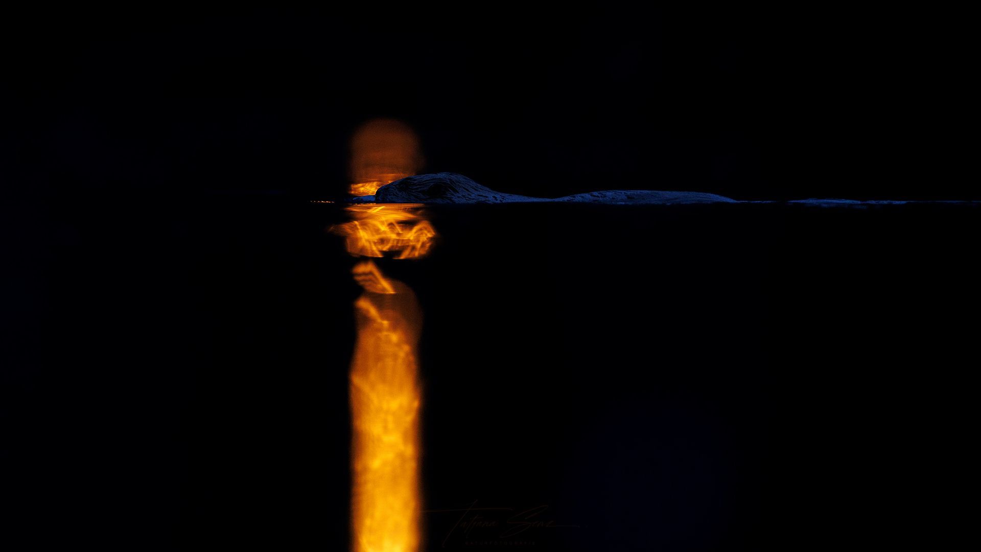 Feurig orangefarbene Reflexion im dunklen Wasser, die an Flammen erinnert. Biber im Wasser schwimmend