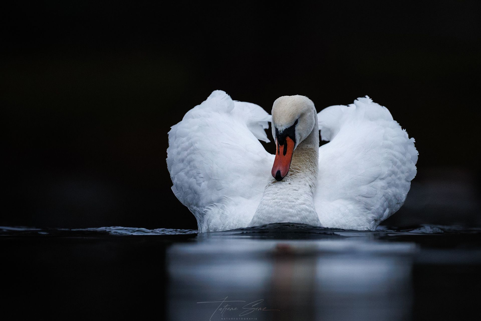 Höckerschwan mit ausgebreiteten Flügeln, der auf dem Wasser schwimmt; weiße Federn, dunkler Hintergrund.