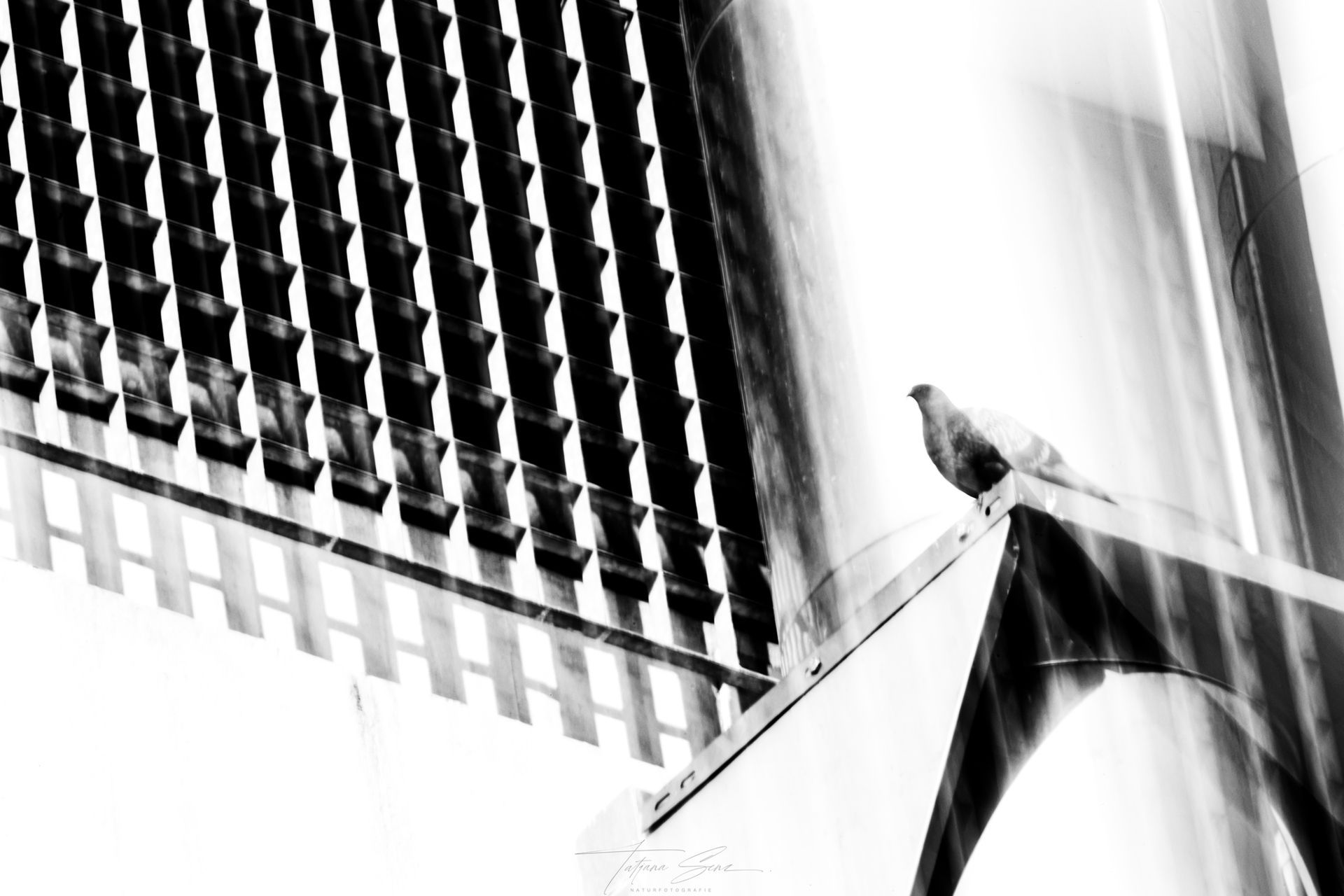 Taube sitzt auf einem Gebäudevorsprung, Schwarzweißfoto mit architektonischen Details im Hintergrund.