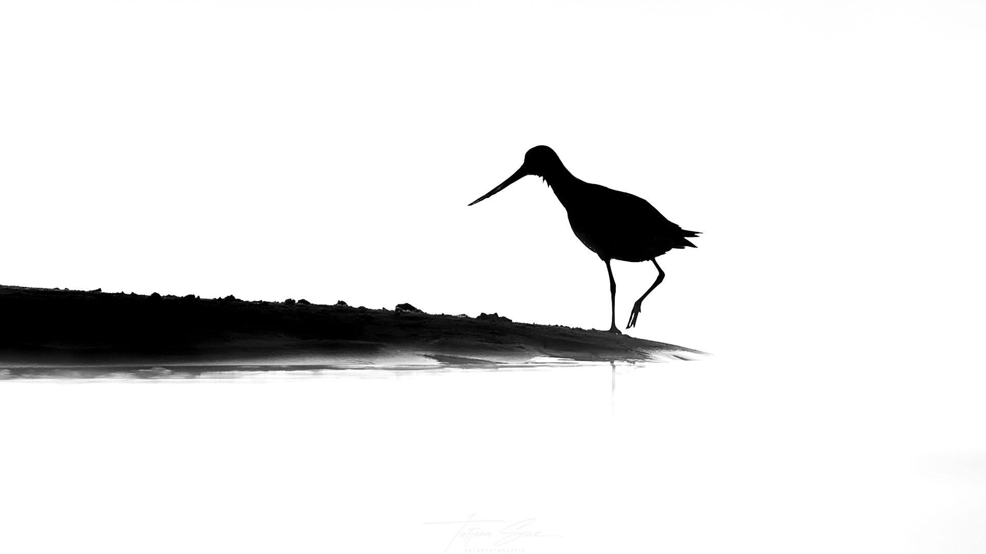 Silhouette einer Pfuhlschnepfe, die im seichten Wasser in Küstennähe watet.