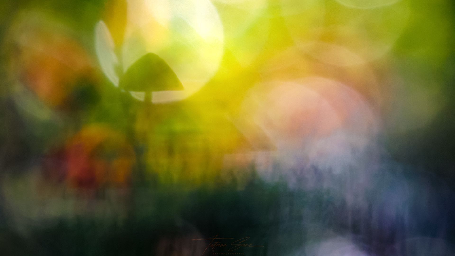 Verschwommene bunte Lichtreflexe; gelbe und grüne Farbtöne dominieren und erinnern an die Natur oder abstrakte Kunst.