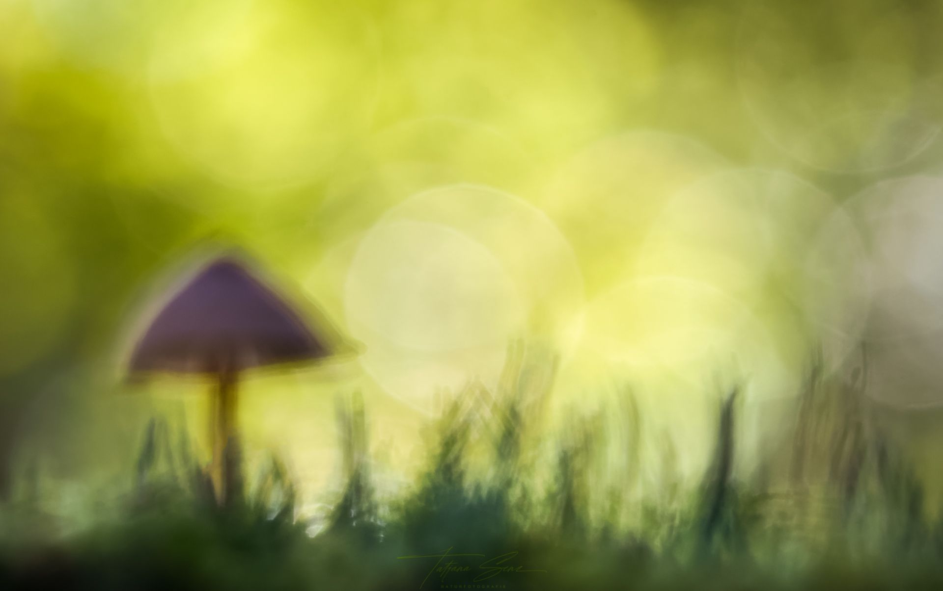 Pilzsilhouette auf einem verschwommenen, grün-goldenen Hintergrund mit einem Hauch von Gras.