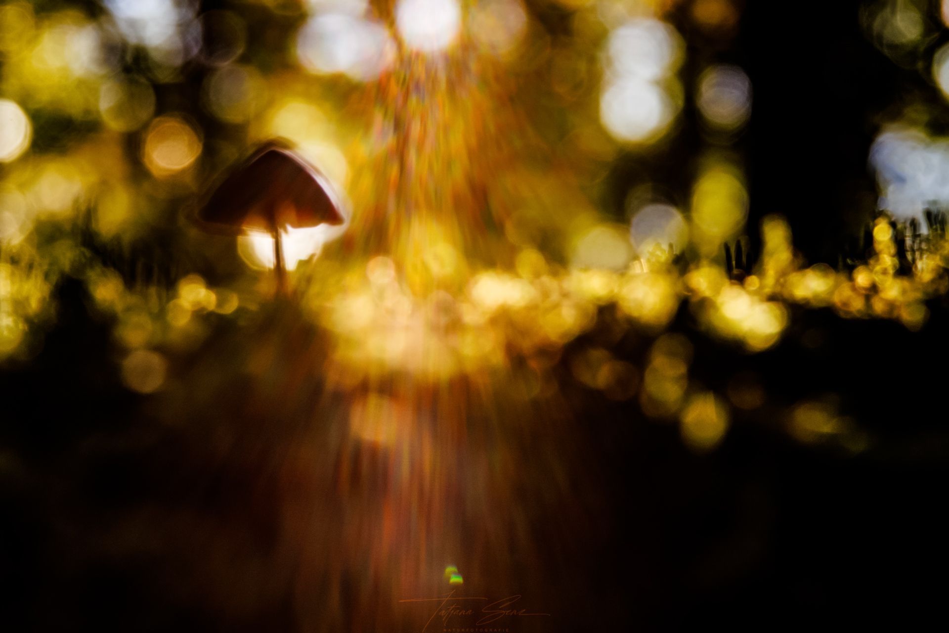 Pilz in einem sonnenbeschienenen Wald, mit goldenem Bokeh und unscharfem Hintergrund.
