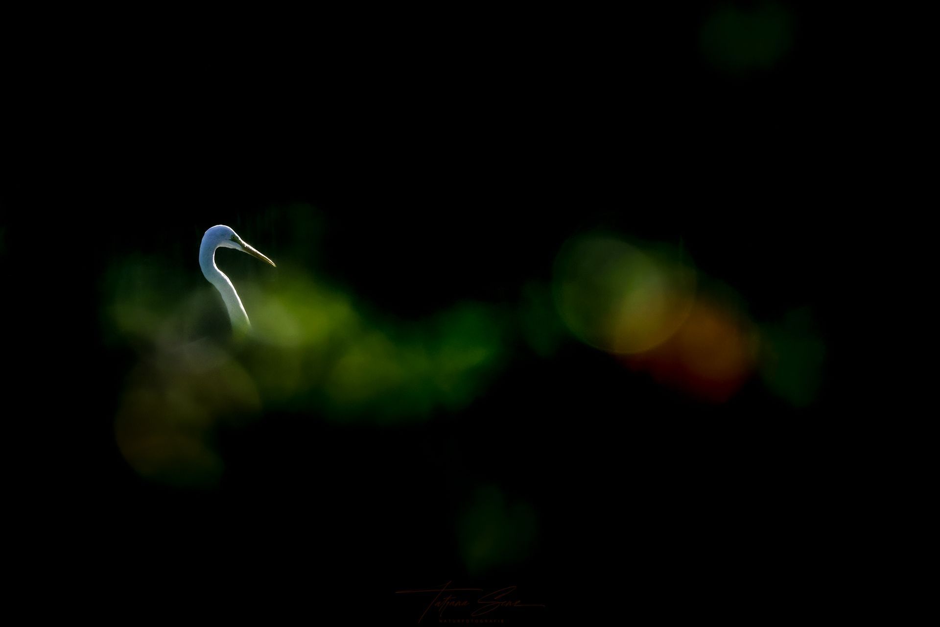 Silberreiher im Gegenlicht im natürlichen Habitat