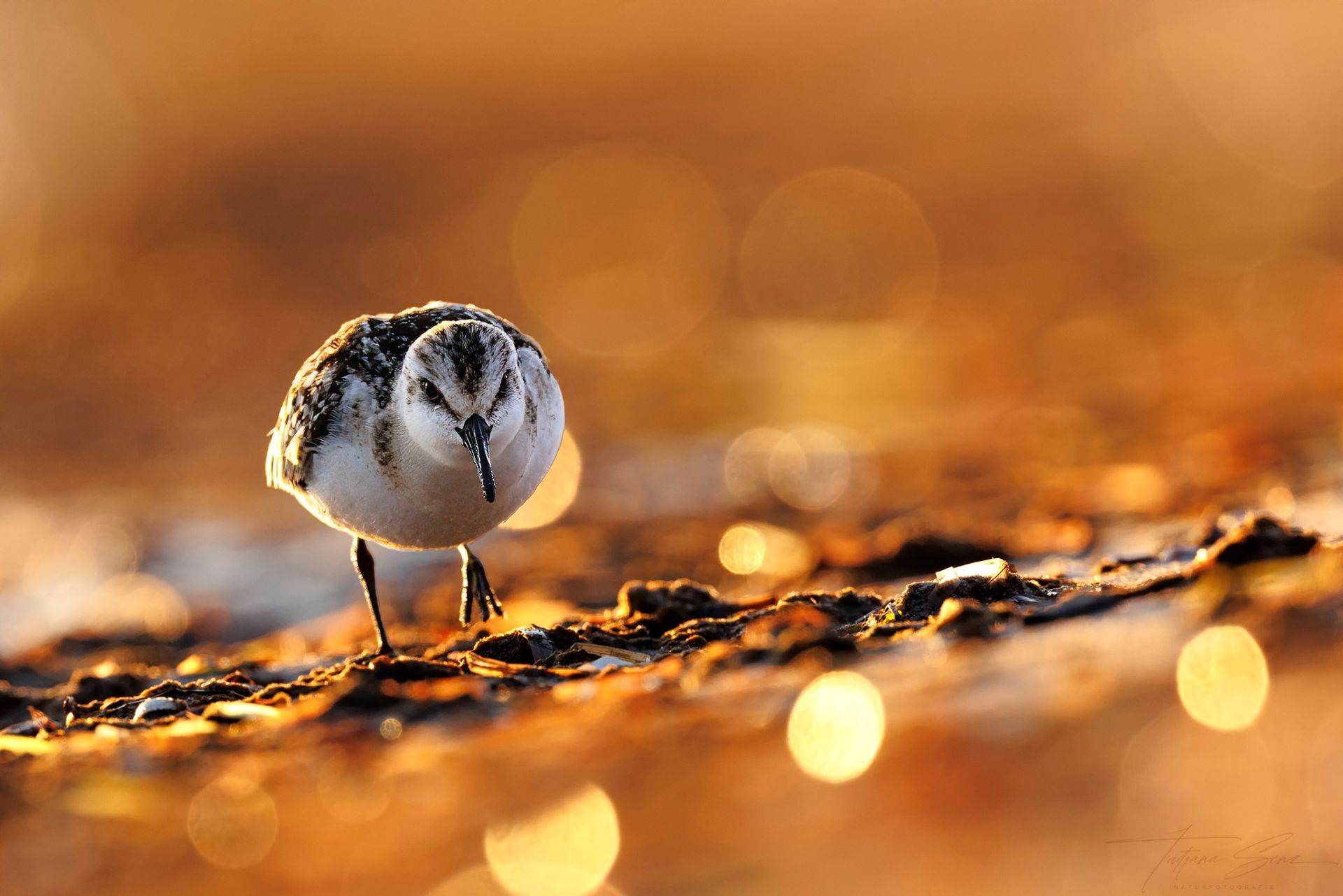 Ein Sanderling mit schwarz-weißen Markierungen sucht an einem goldenen, sonnenbeschienenen Strand nach Nahrung.