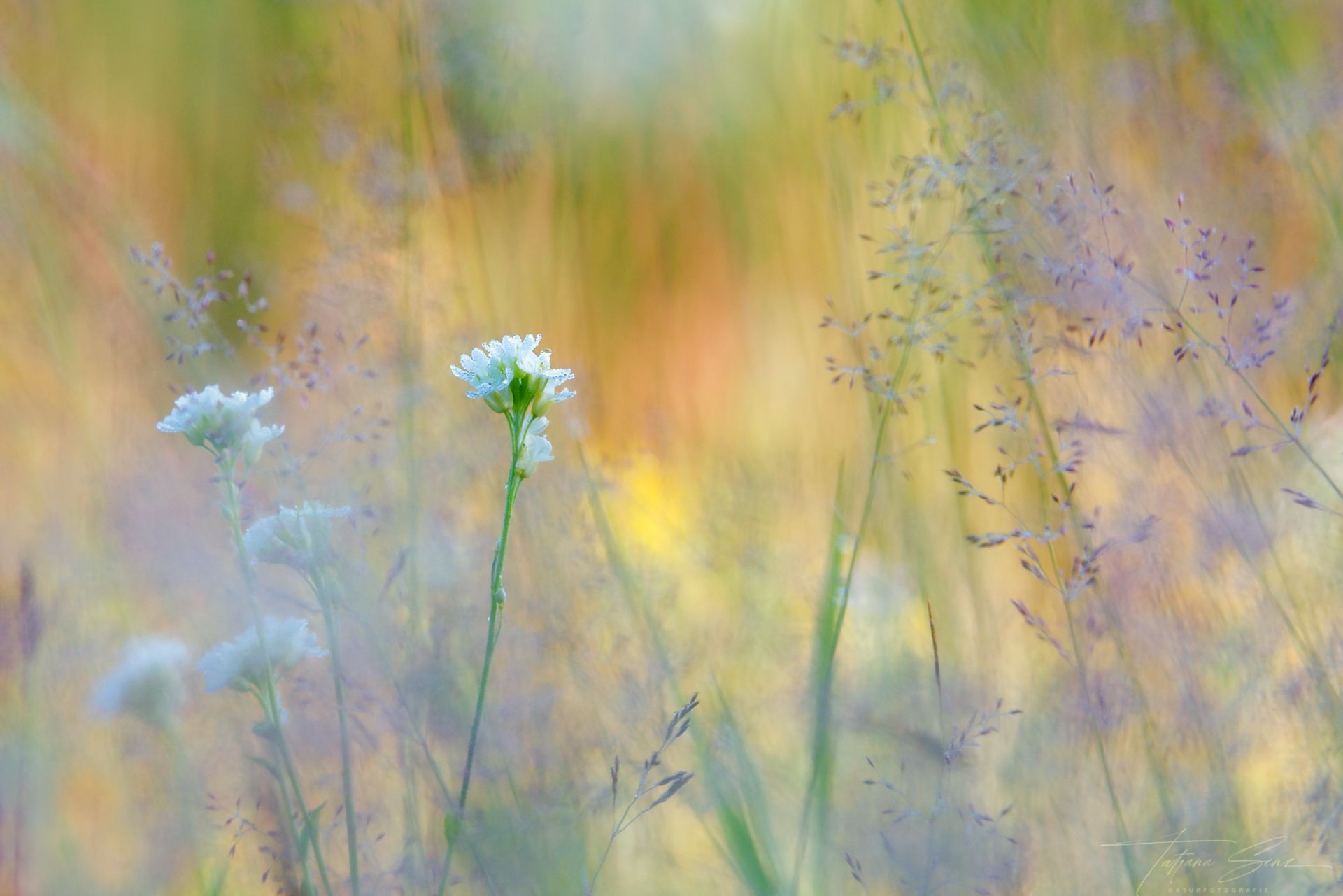 Weiße Wildblumen und weiche Gräser auf einem Feld, in goldenes Sonnenlicht getaucht.