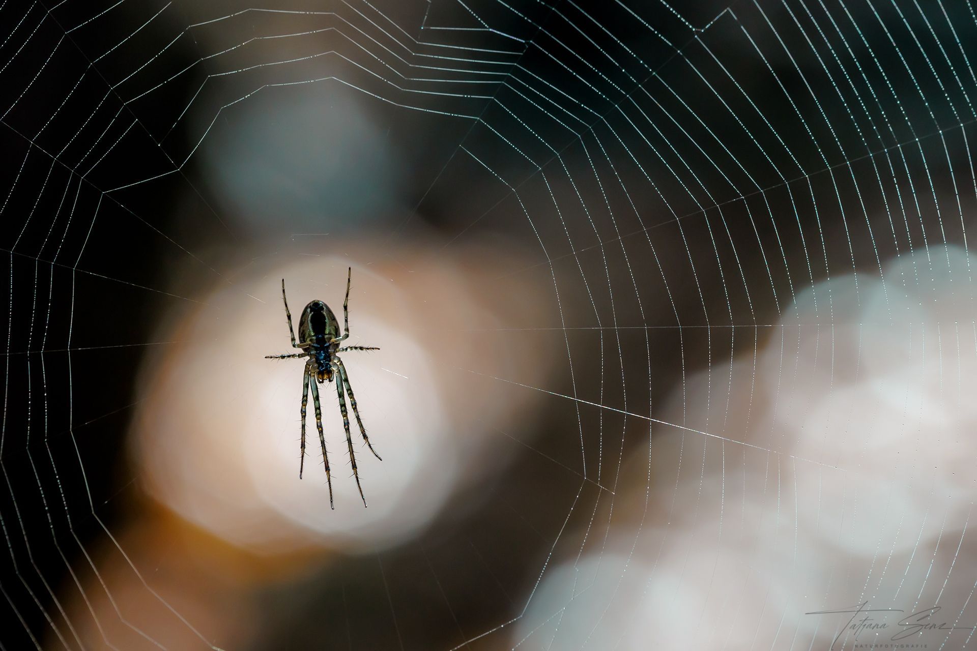 Spinne in einem Netz, mit unscharfem, hellem Hintergrund.