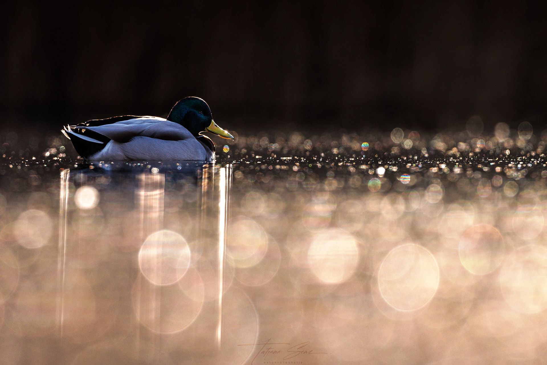 Stockentenerpel schwimmt auf dem Wasser mit Bokeh-Hintergrund.