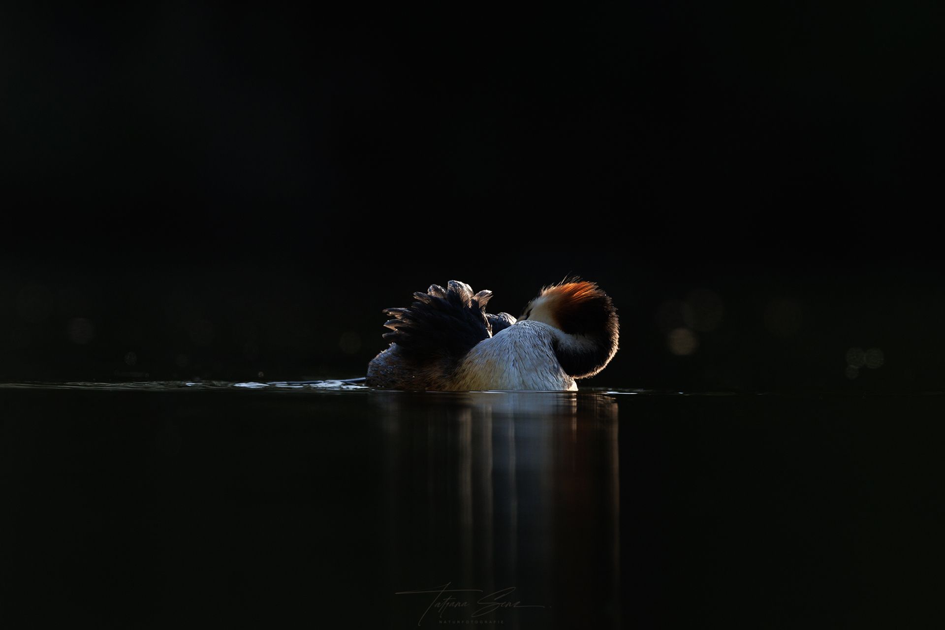 Ein Haubentaucher mit braun-weißem Kopf, der im dunklen Wasser treibt. Low Key Aufnahme bei Gegenlicht