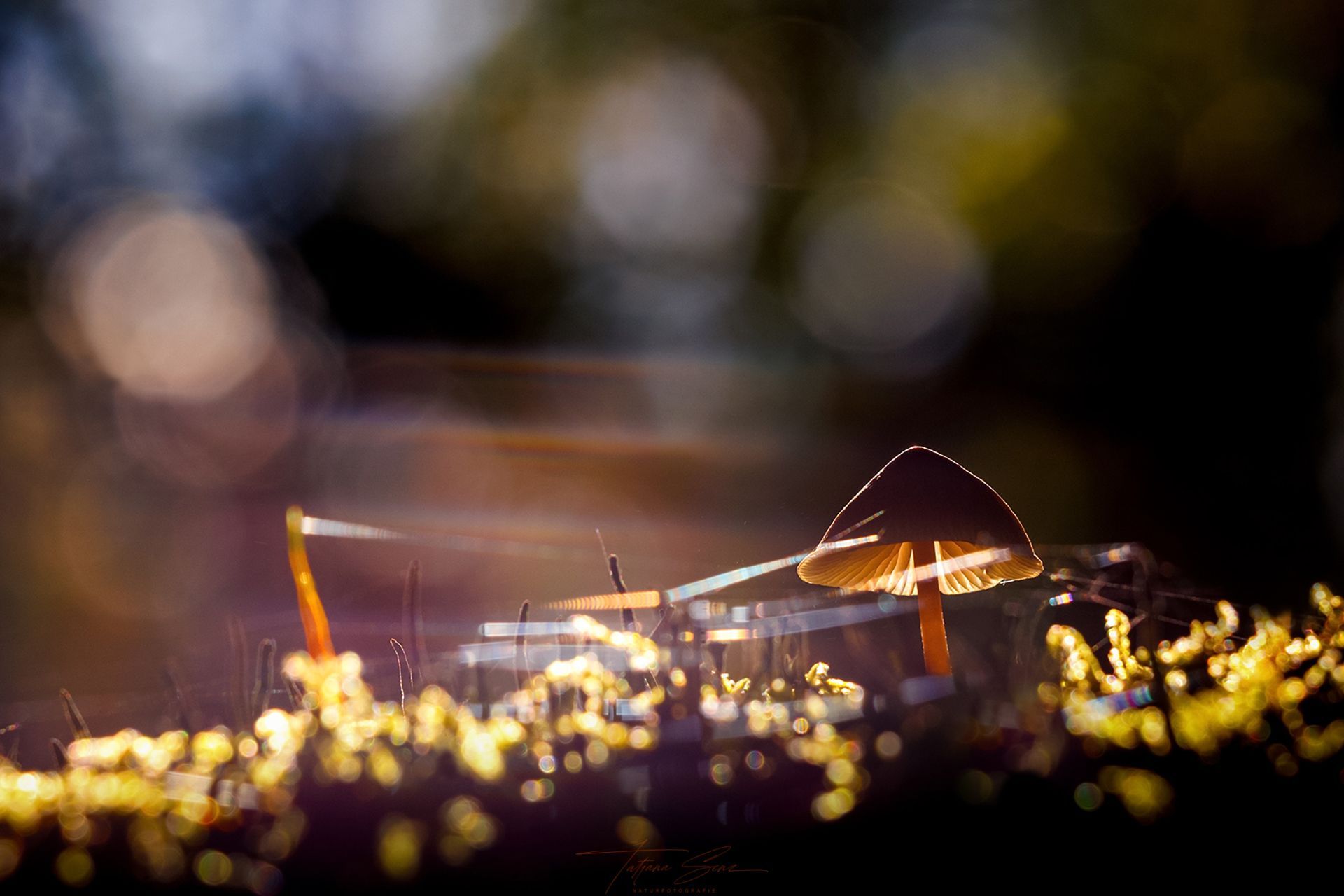 Von Sonnenlicht beleuchteter Pilz, umgeben von Moos in einer verschwommenen Waldkulisse.