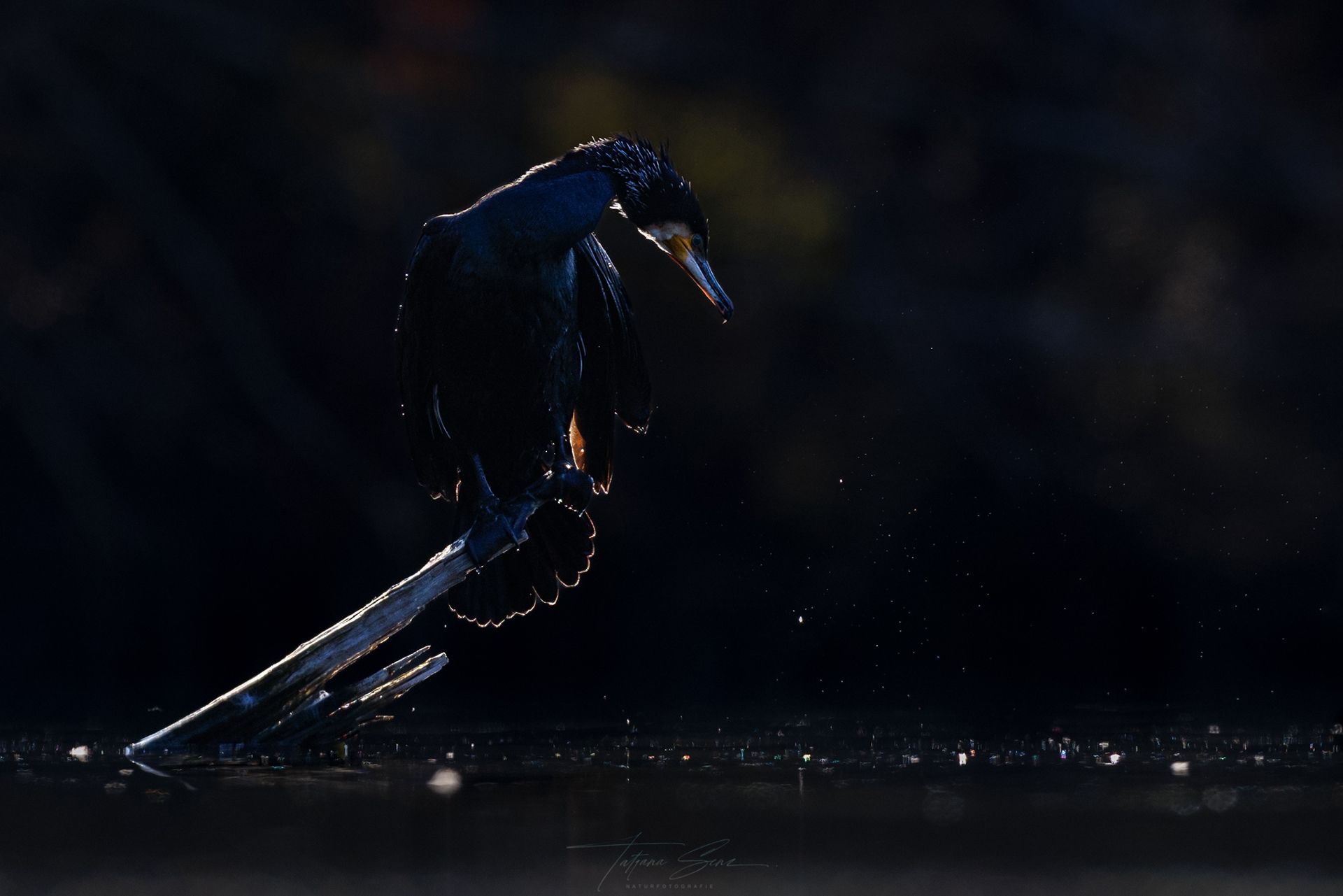 Schwarzer Kormoran sitzt auf einem Ast im Wasser, von der Sonne beleuchtet, vor einem dunklen Hintergrund.