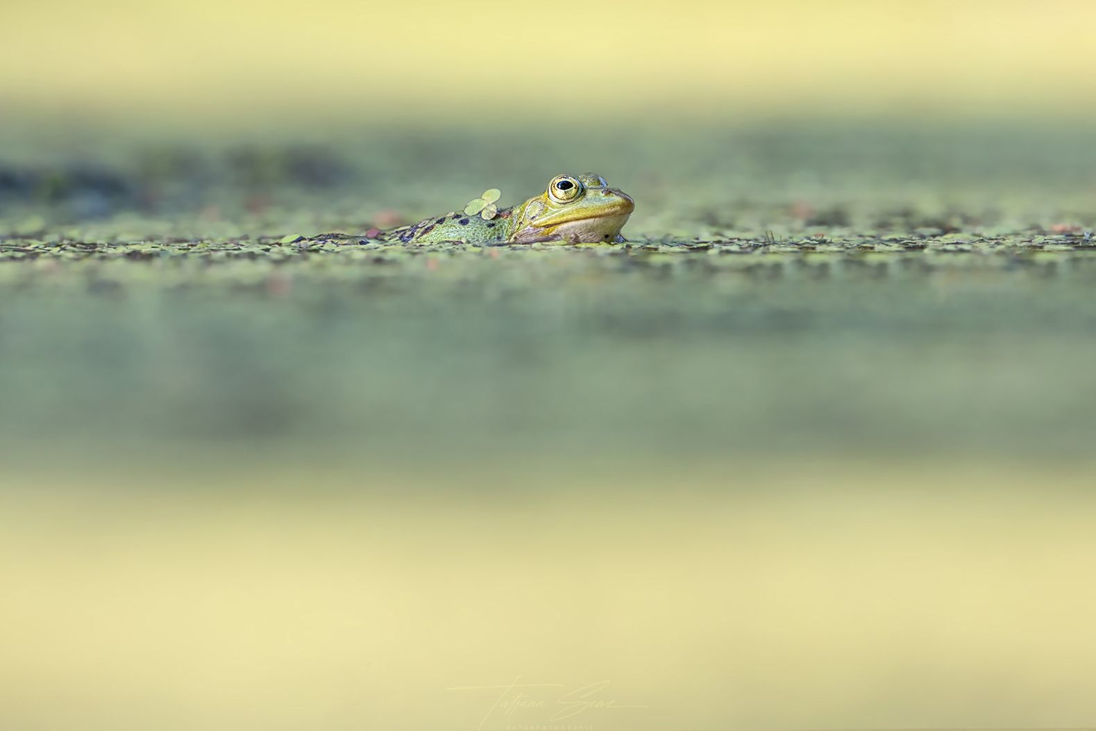 Frosch, der aus einer strukturierten Oberfläche hervorschaut und Klee auf dem Rücken transportiert