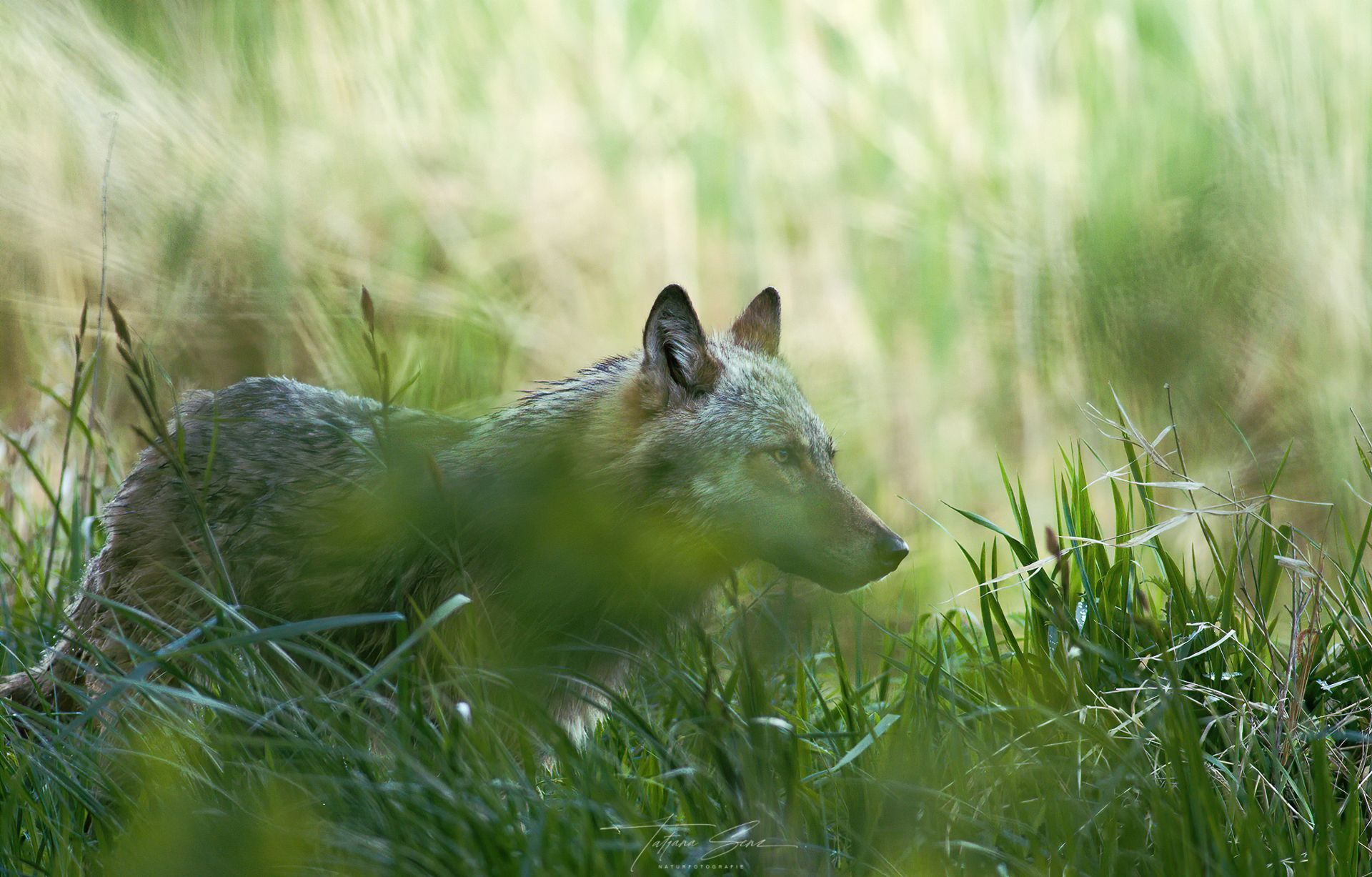 Grauer Wolf im hohen grünen Gras.