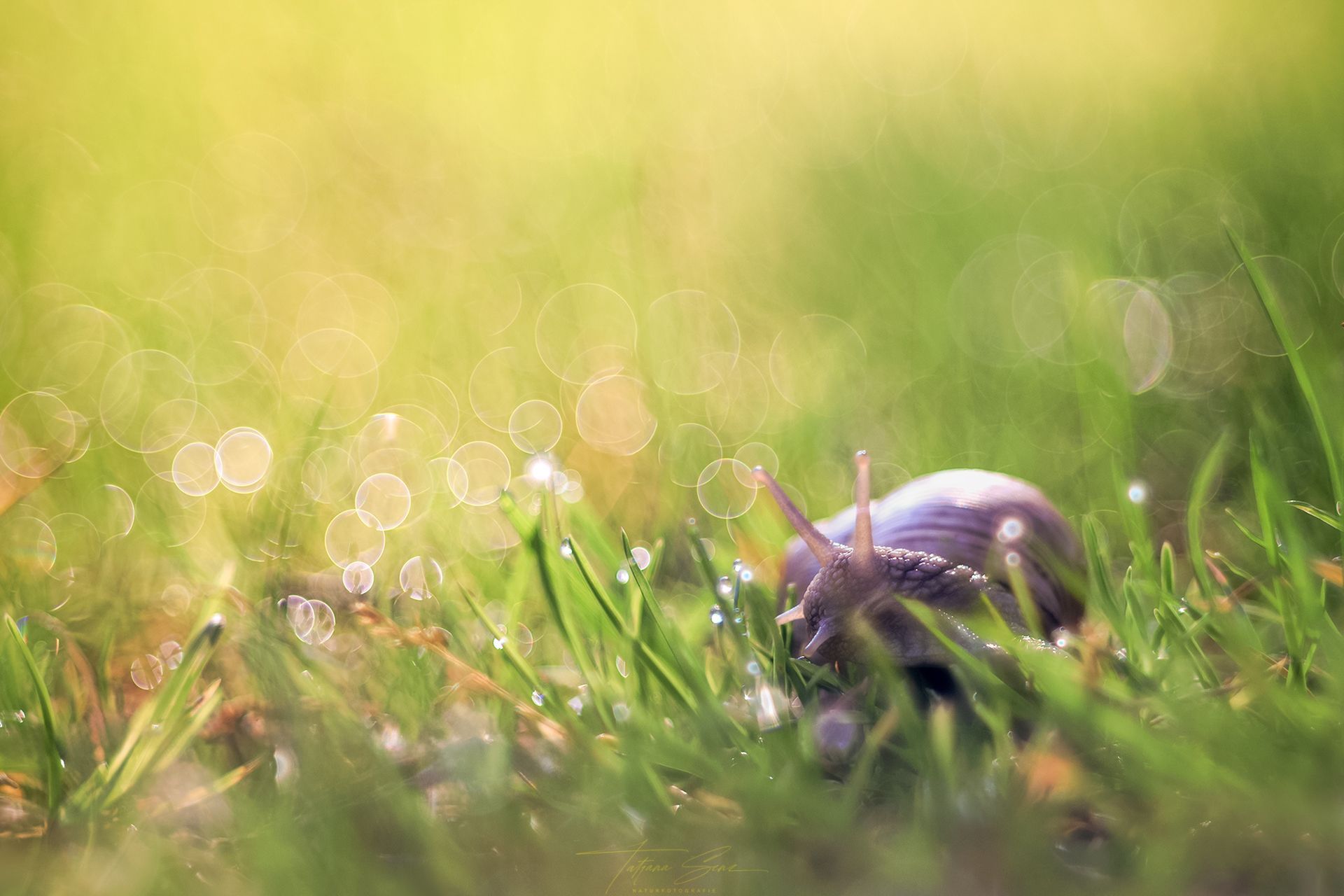 Weinbergschnecke im grünen Gras mit Morgentau.