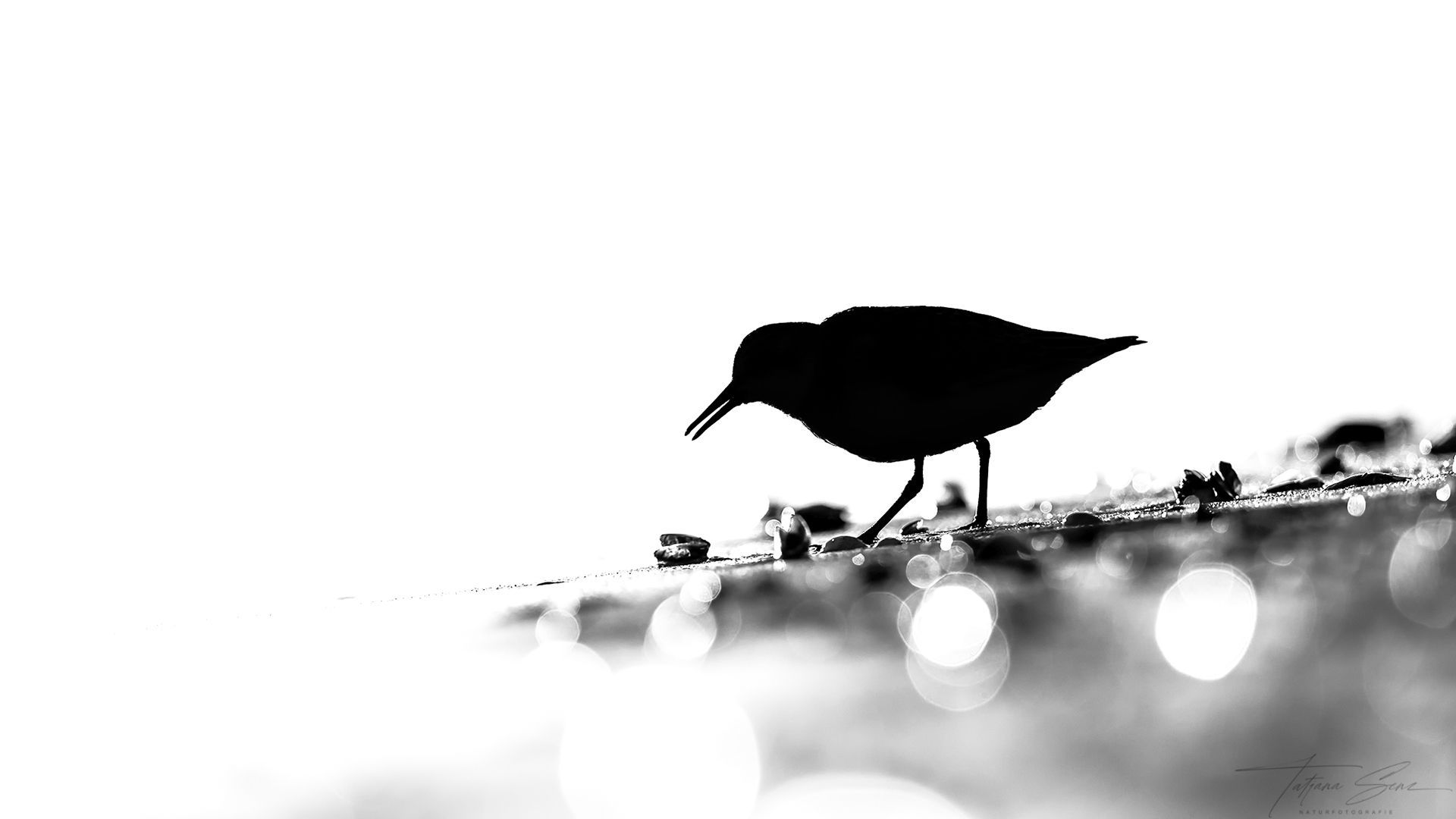 Silhouette eines Vogels, der entlang einer Küste nach Nahrung sucht.