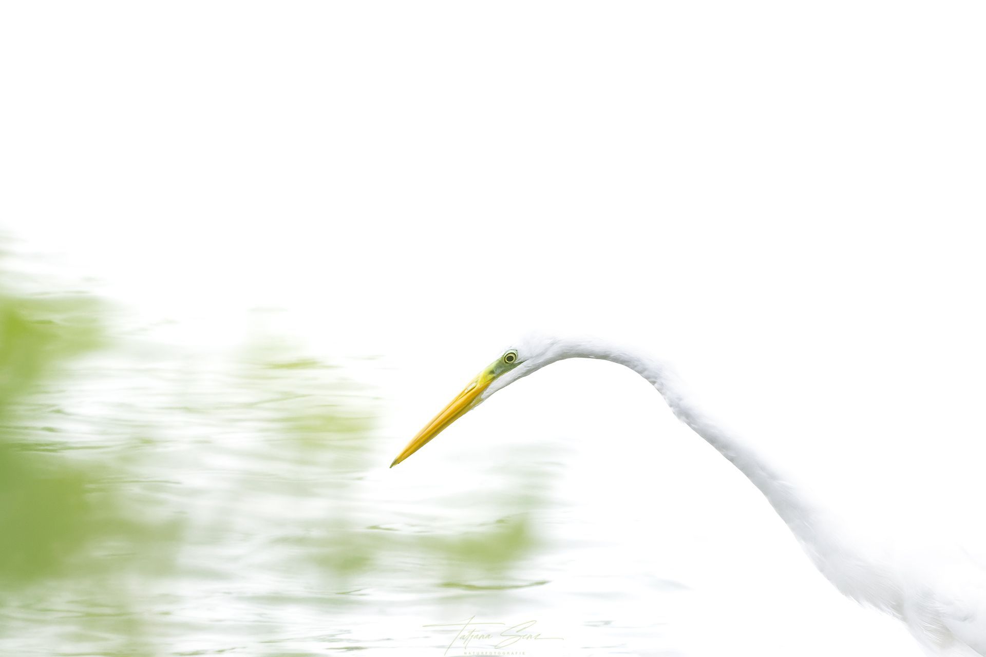 Weißer Reiher, gebogener Hals, gelber Schnabel, über grünem Wasser, auf weißem Hintergrund.