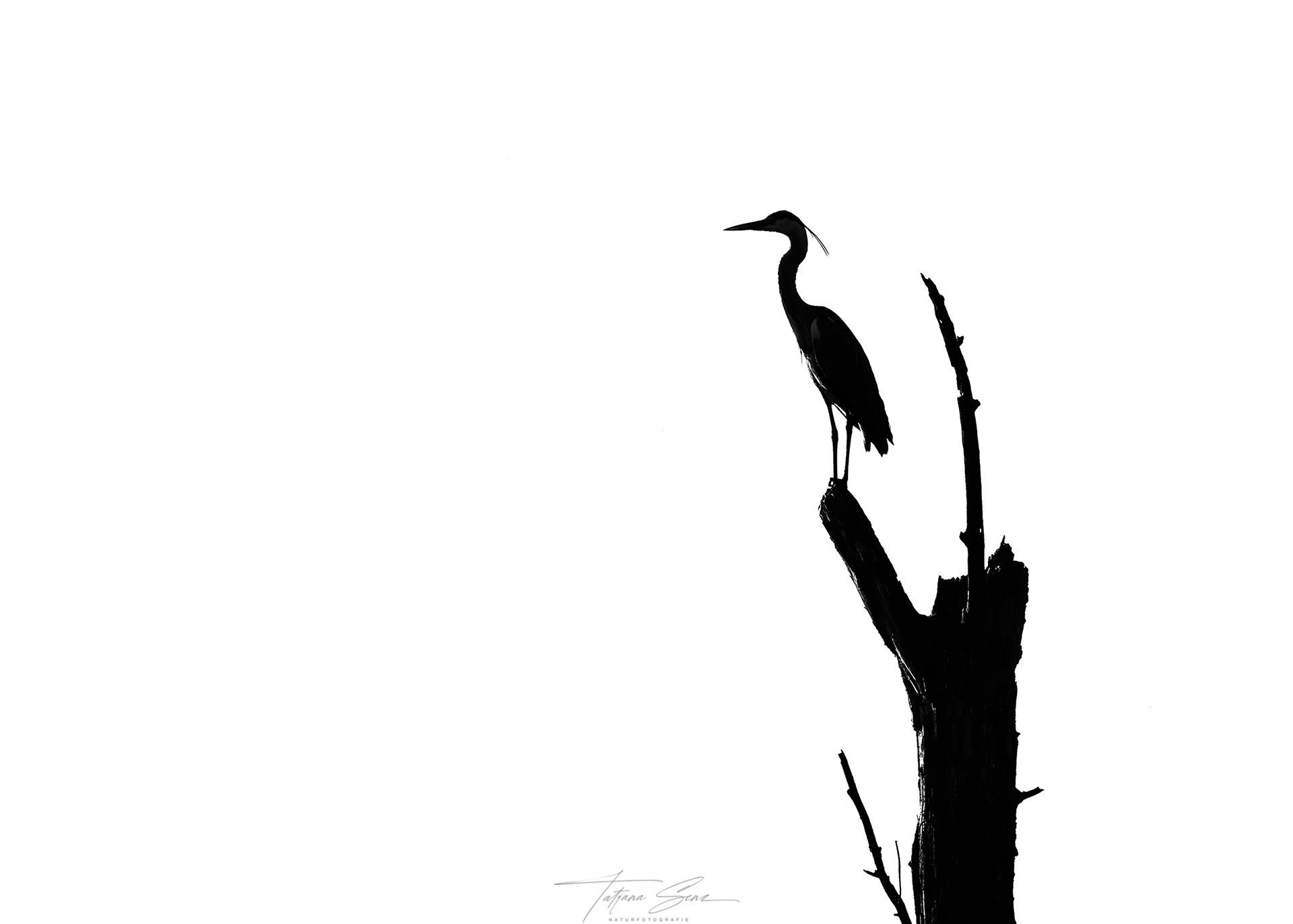 Silhouette eines Graureihers, der auf einem toten Ast vor einem strahlend weißen Hintergrund thront.