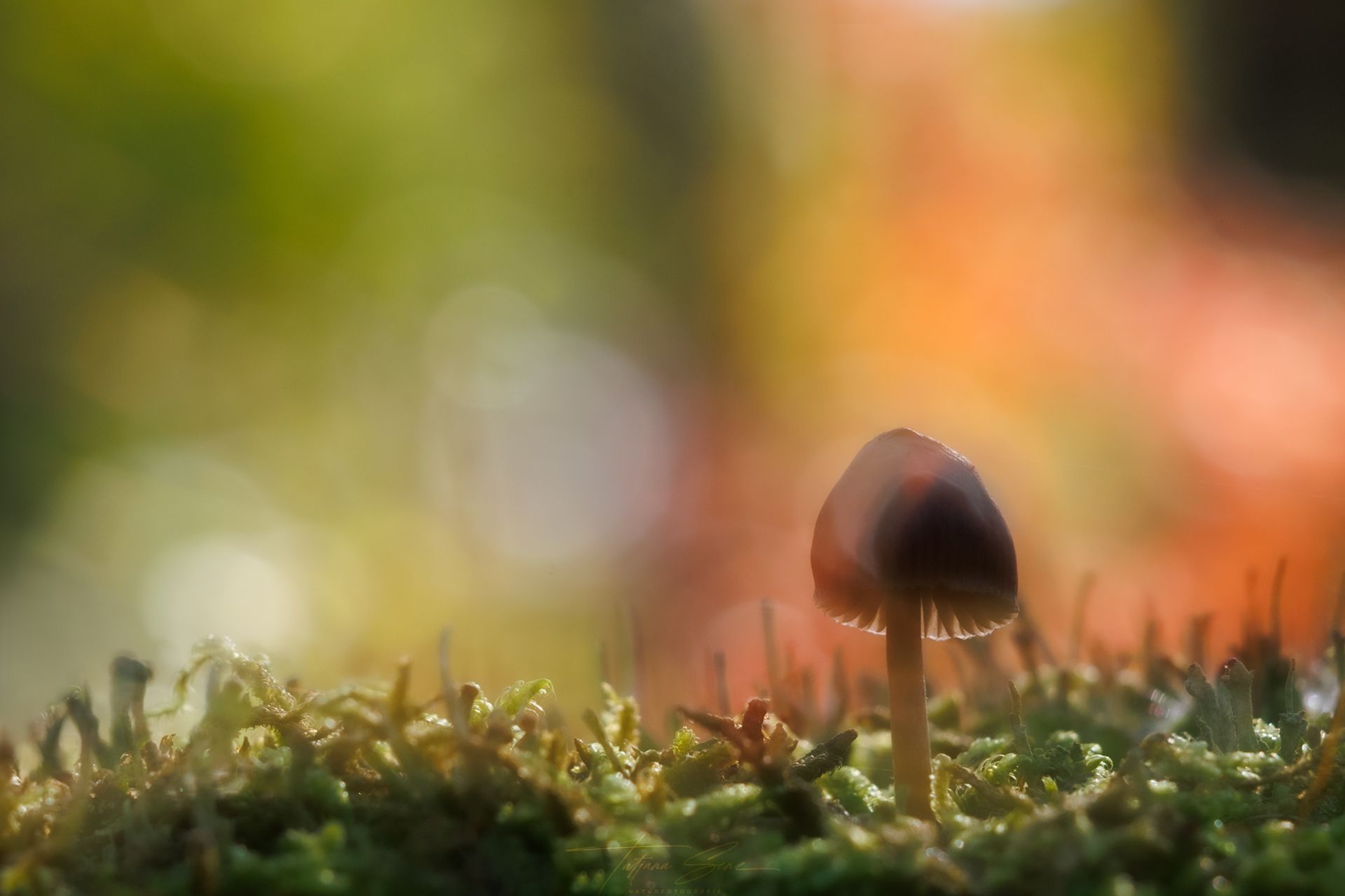 Winziger Pilz, der im Moos wächst, vor einem verschwommenen, farbenfrohen Waldhintergrund.