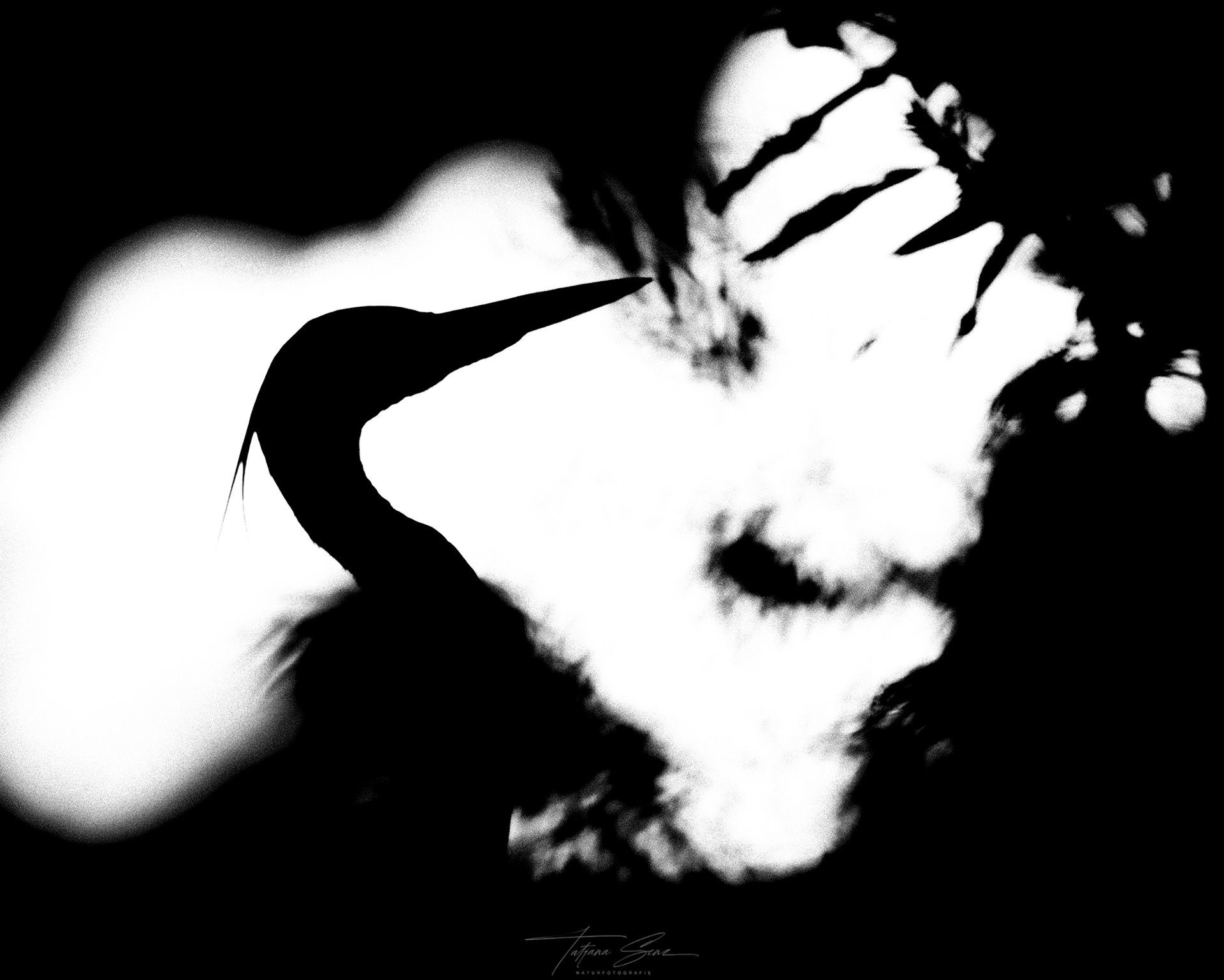 Silhouette eines Graureihers mit langem Schnabel vor einem hellen, verschwommenen Hintergrund.