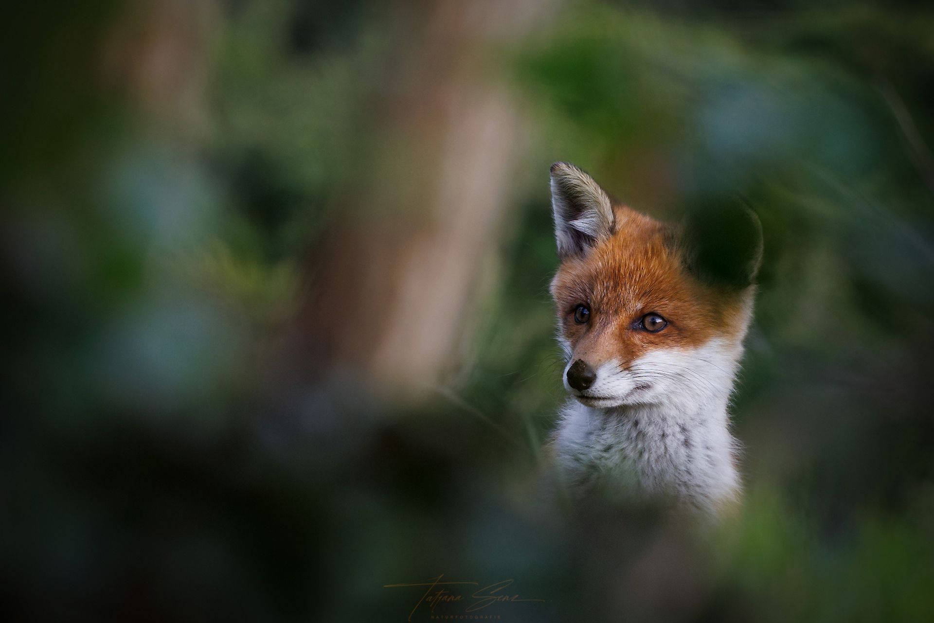 Fuchsjunges, das durch grünes Laub späht, rötlich-oranges Fell, weiße Brust, aufmerksamer Ausdruck.