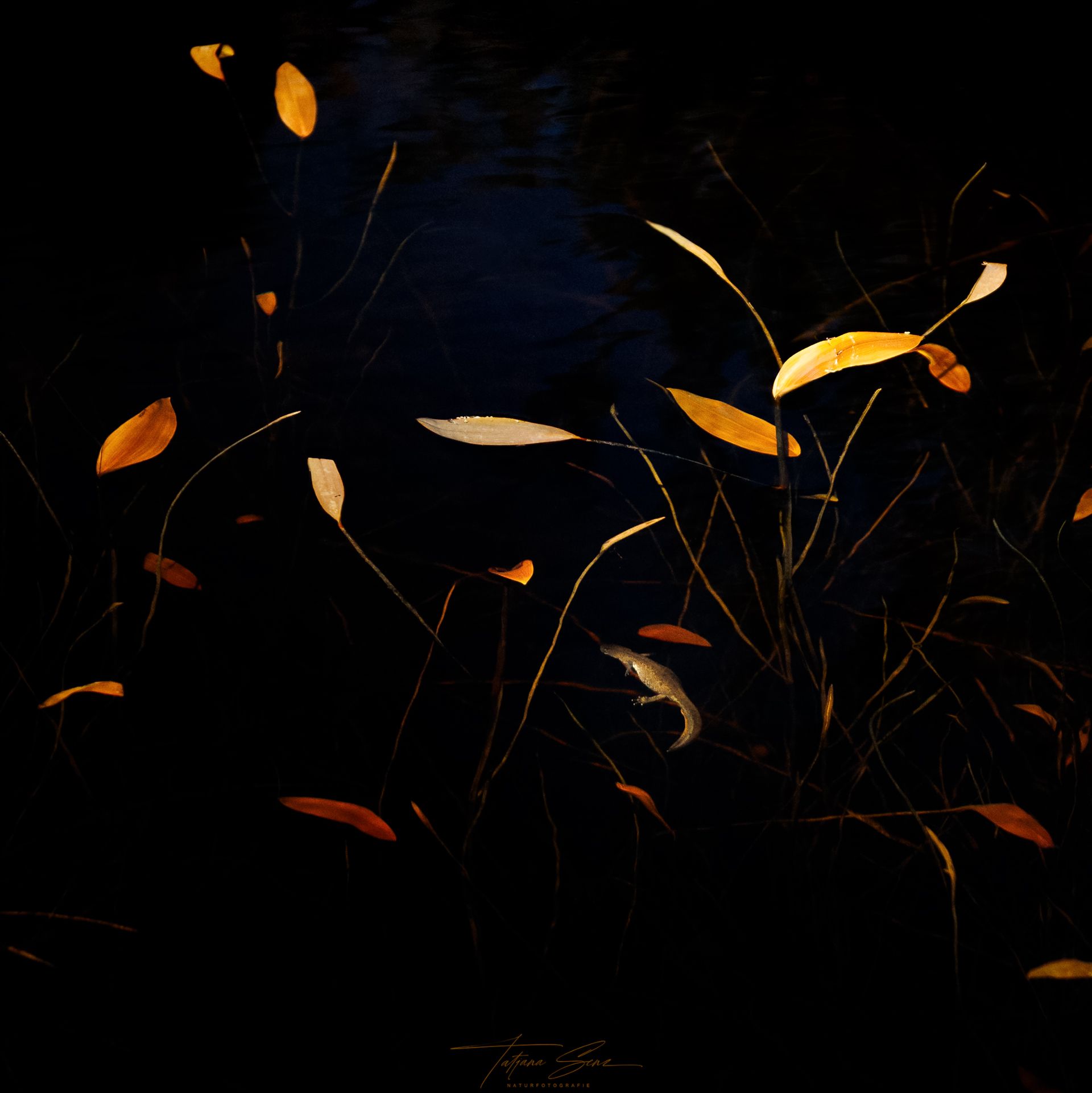 Dunkles Wasser spiegelt goldene Blätter und Stängel. Ein Molch treibt im Gewässer