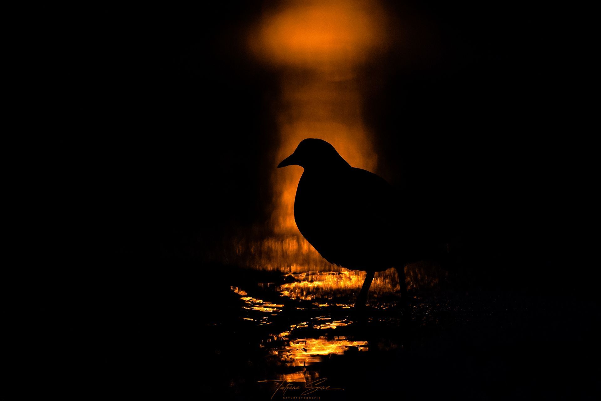 Silhouette eines Vogels vor einem gold-orange beleuchteten Hintergrund.