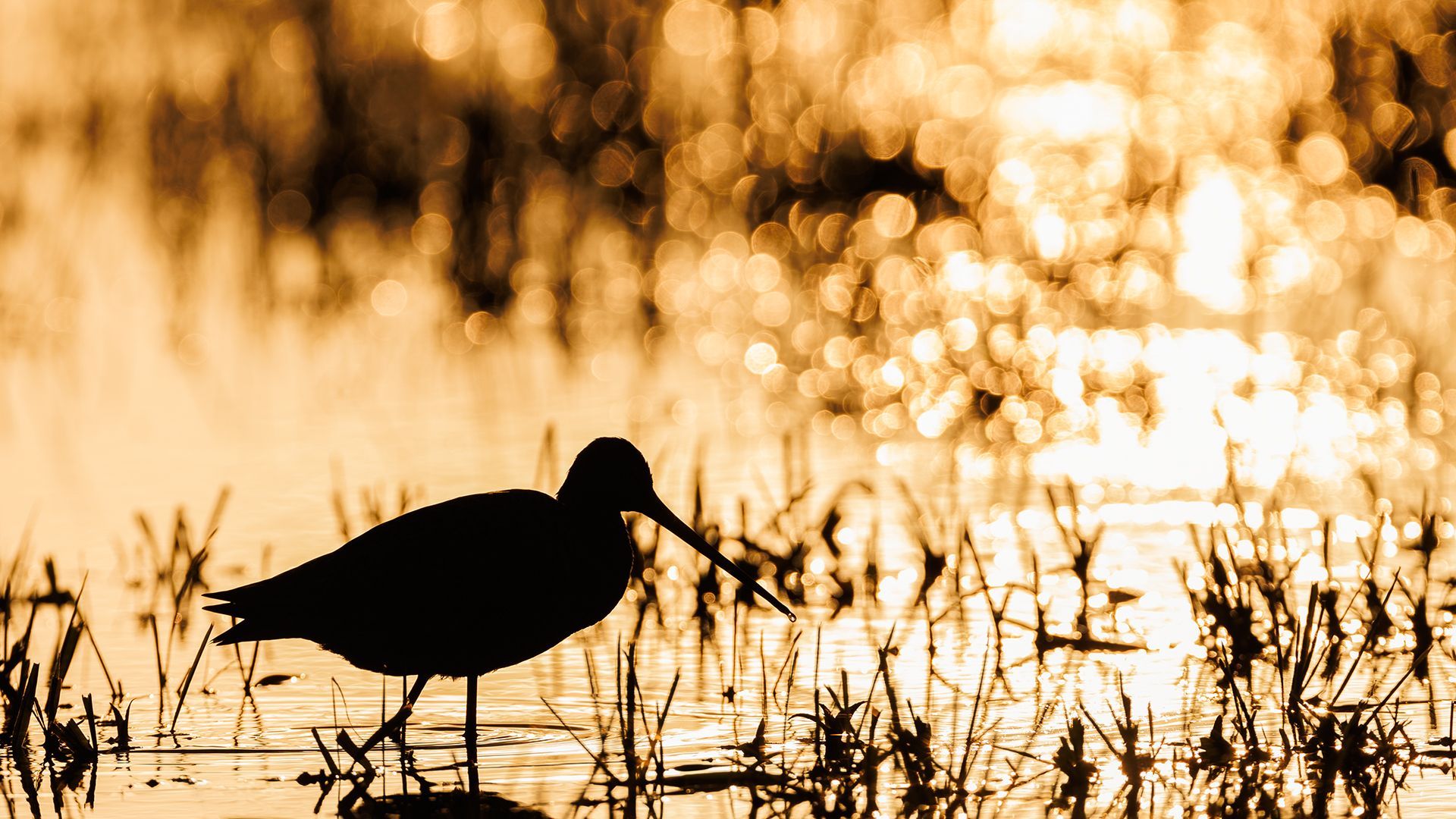 Silhouette einer Uferschnepfe, die im Wasser mit Schilf steht und in goldenes Licht getaucht ist.