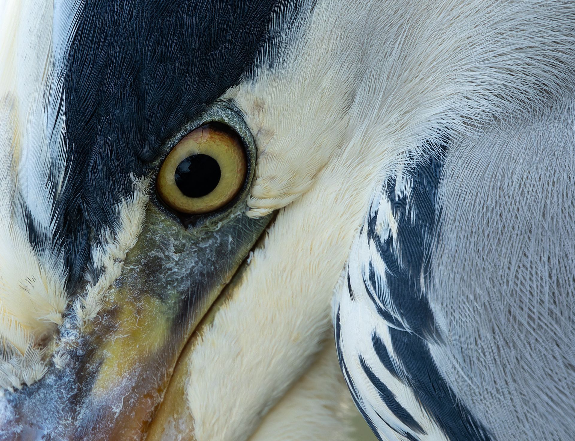 Portraitaufnahme Graureiher