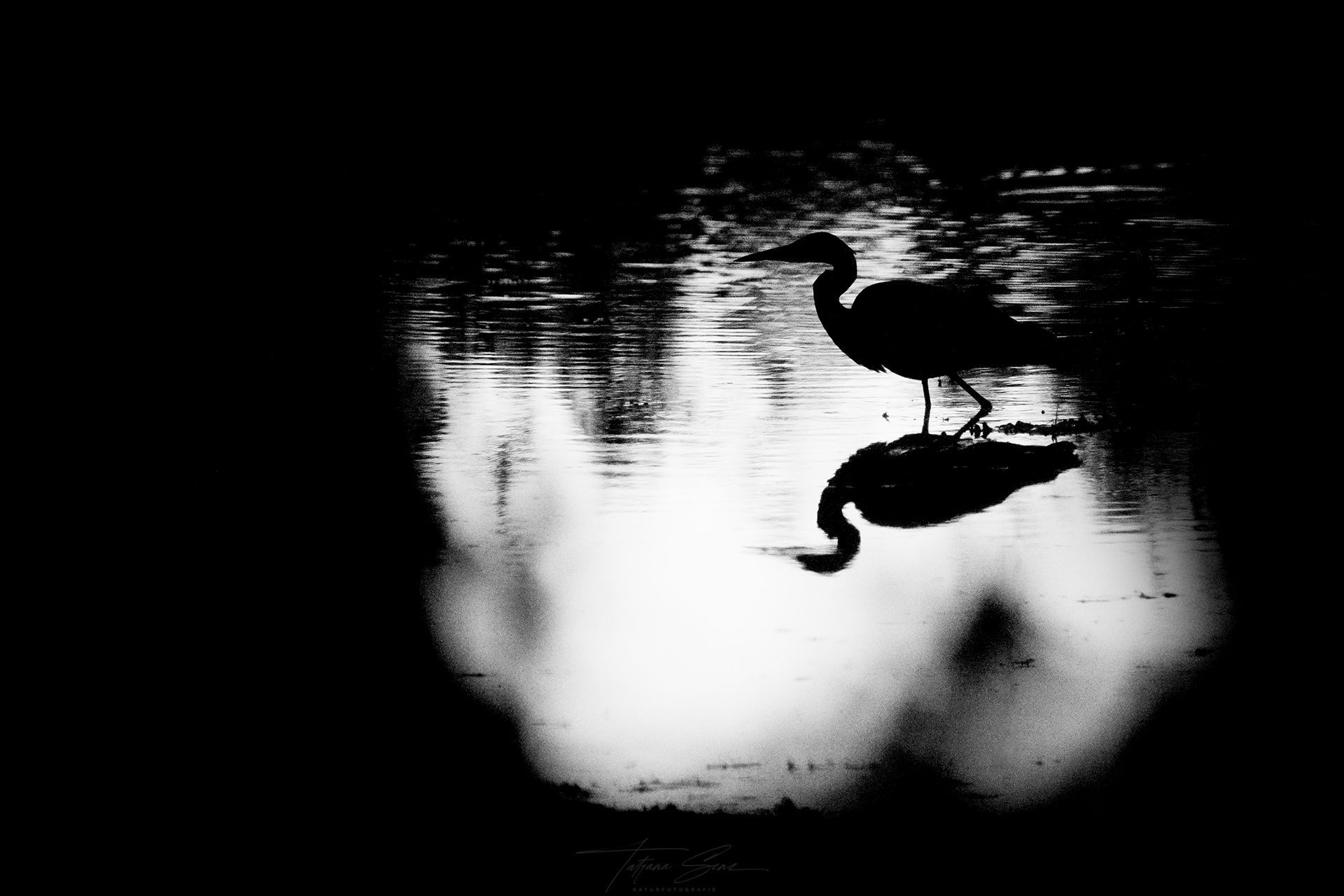 Silhouette eines Graureihers, der im seichten Wasser steht und sich in der verschwommenen, hellen Umgebung spiegelt.