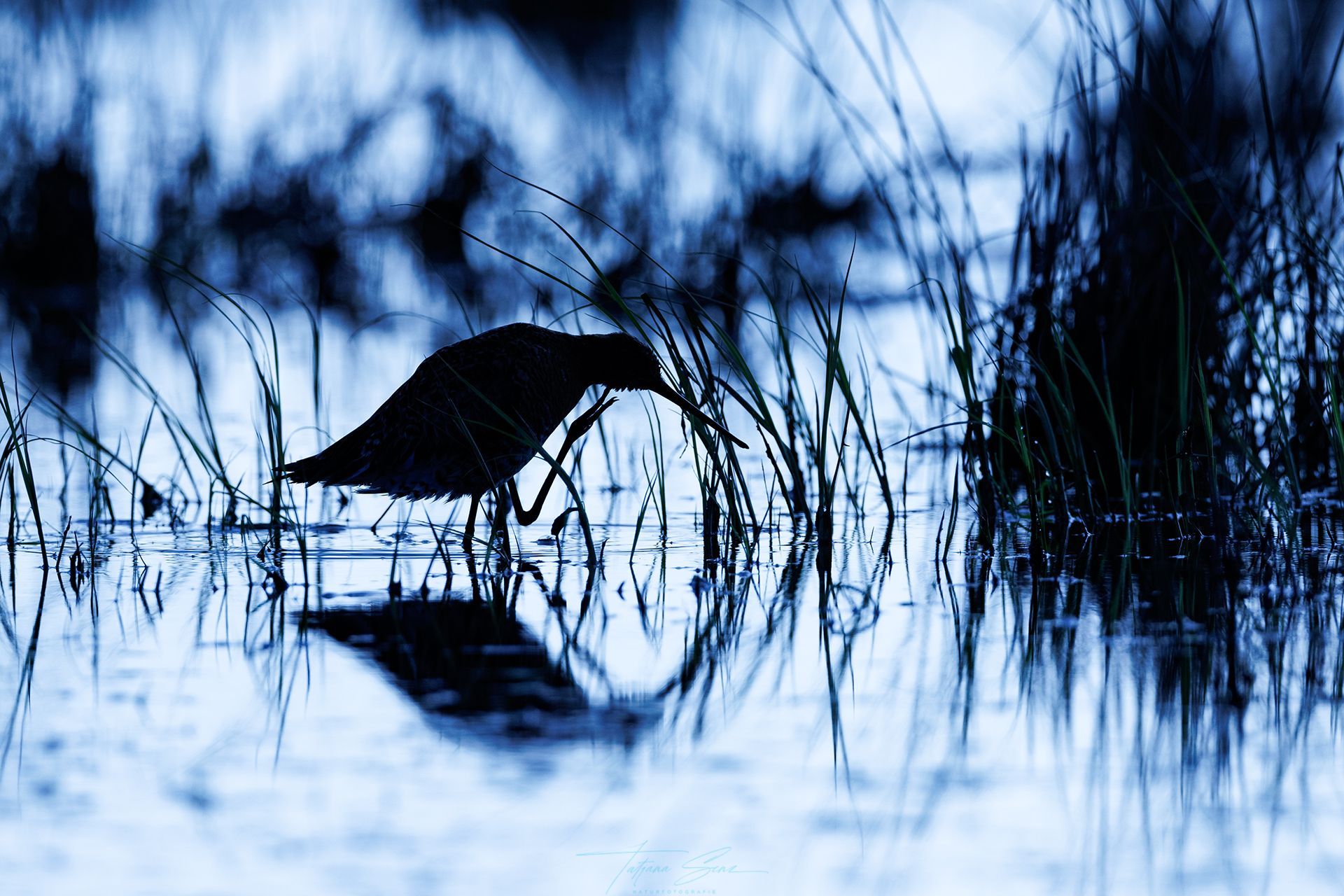 Vogel watet im seichten Wasser, spiegelt sich und pickt an Wasserpflanzen. Blautöne.