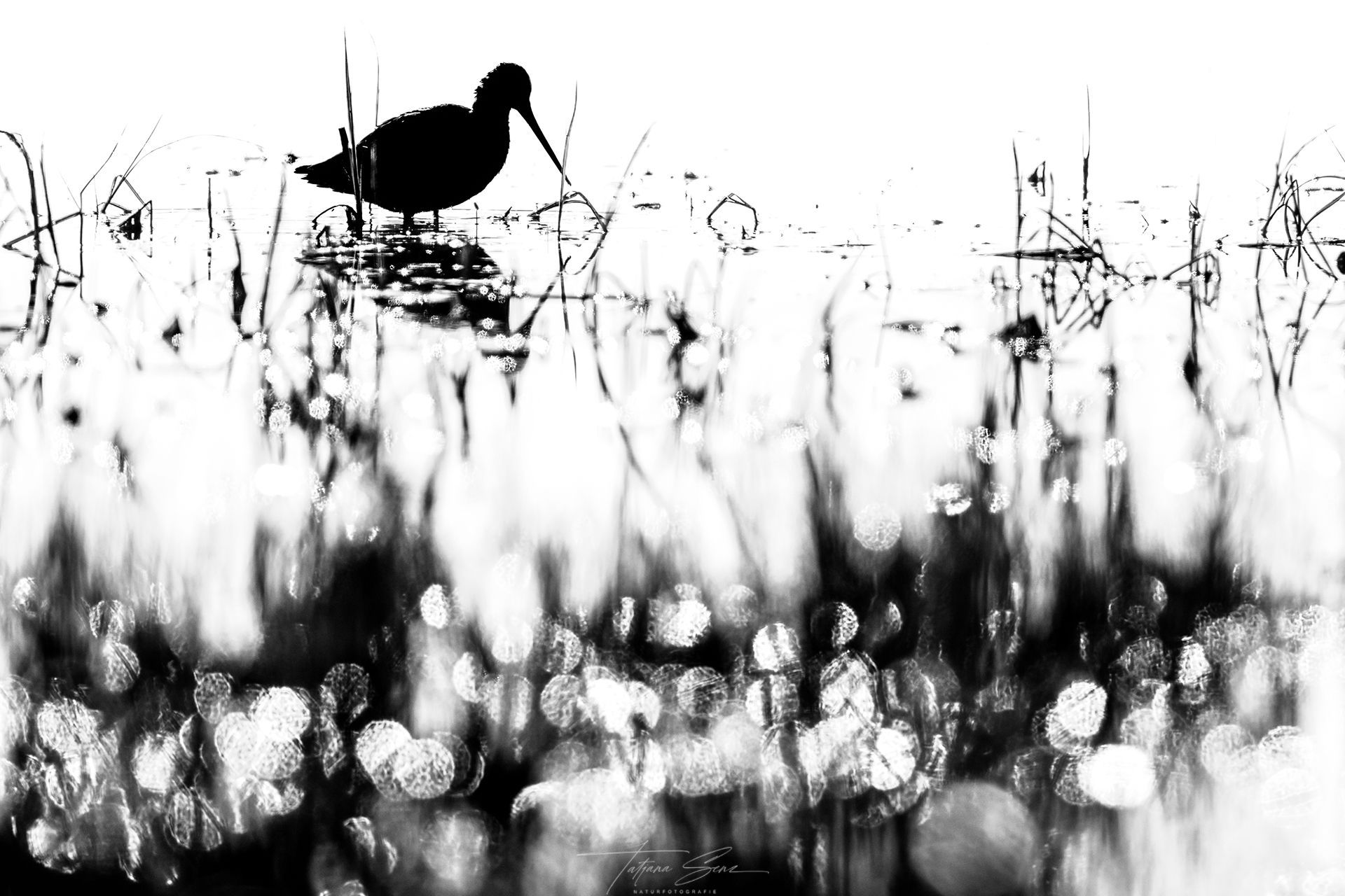 Silhouette einer Uferschnepfe mit langem Schnabel, die im Wasser watet, umgeben von abstraktem Bokeh und Schilf. 