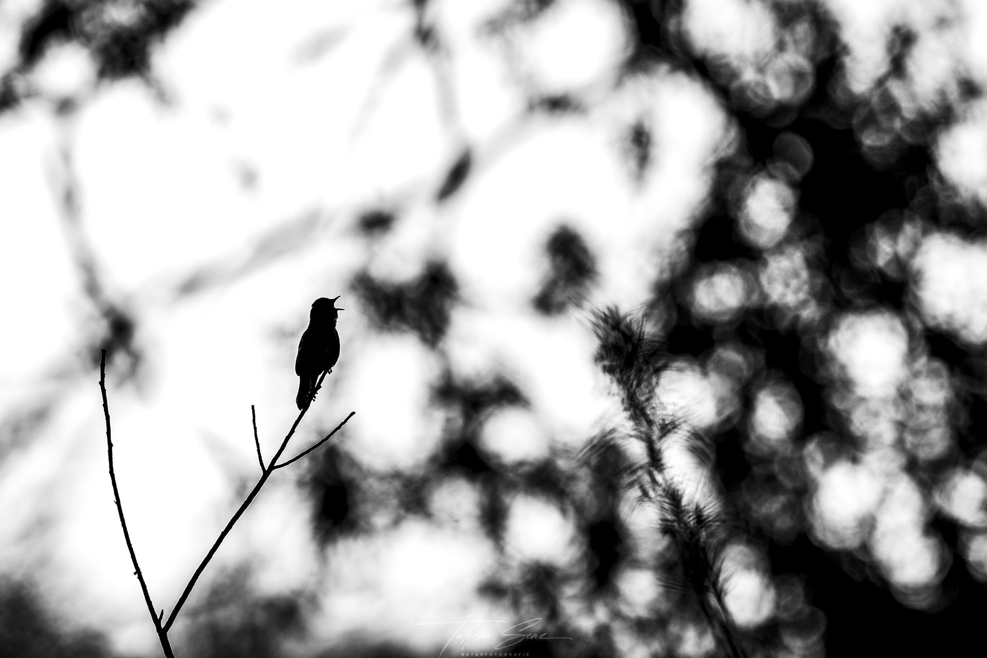 Schwarze Silhouette eines Vogels, der auf einem dünnen Ast sitzt und ruft, vor einem unscharfen, hellen Hintergrund.