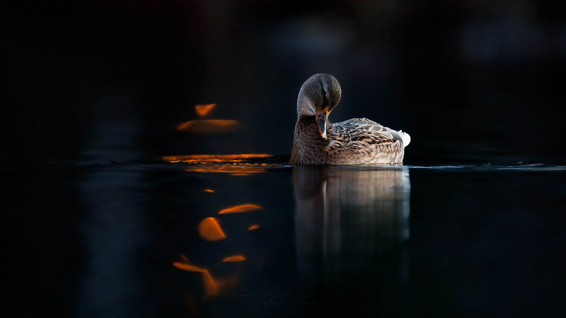 Ente treibt im dunklen Wasser, Laterne, Low Key Aufnahme, kunstvolle Vogelfotografie
