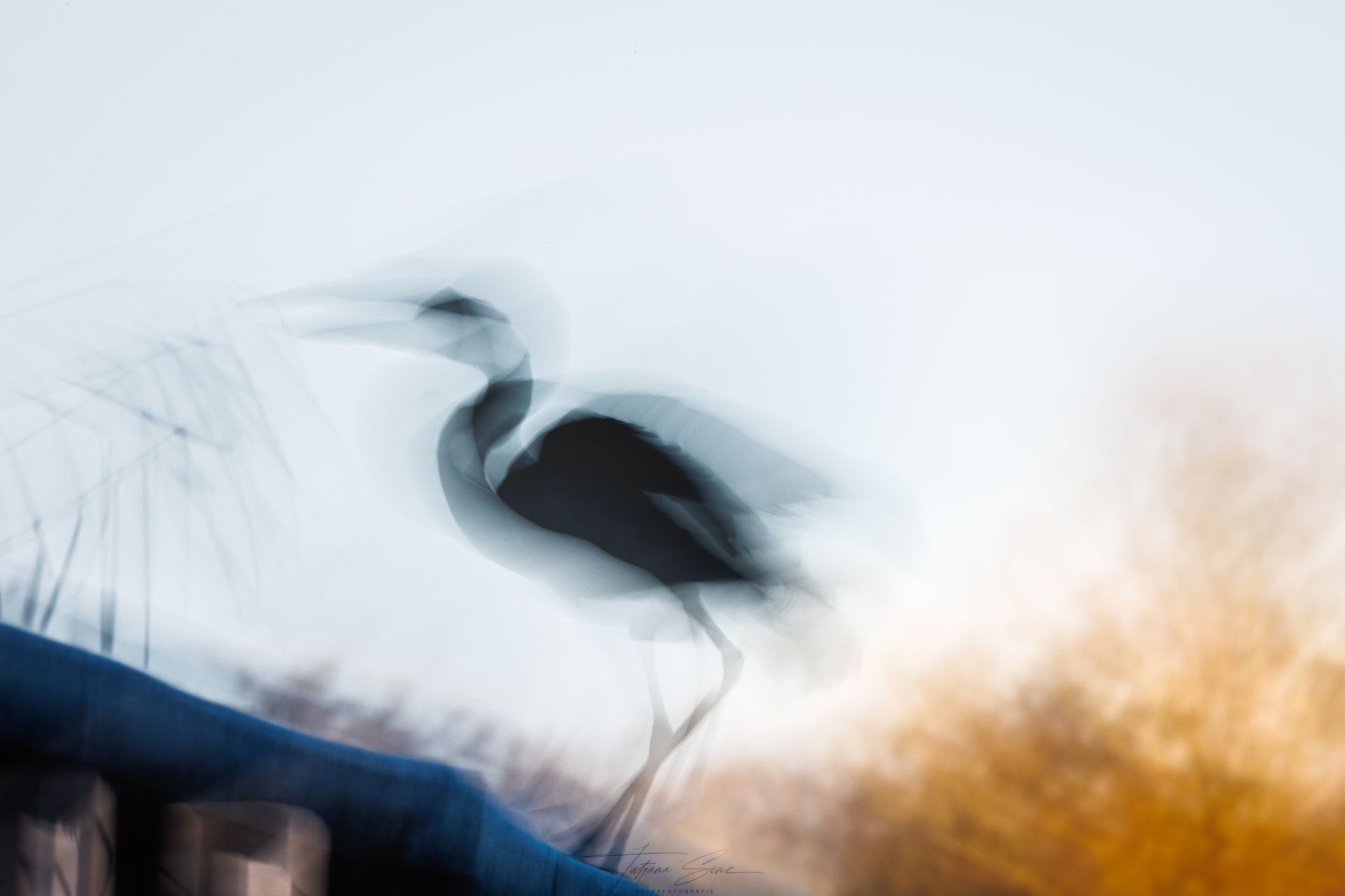 Graureiher ICM Aufnahme