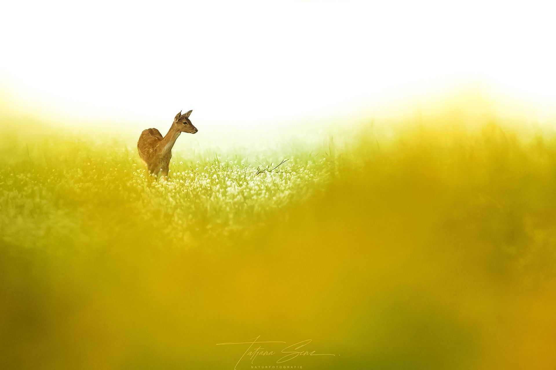 Junges Damwild steht auf einem Feld mit hohem, goldenem Gras und einem hellen, gelb-weißen Himmel.