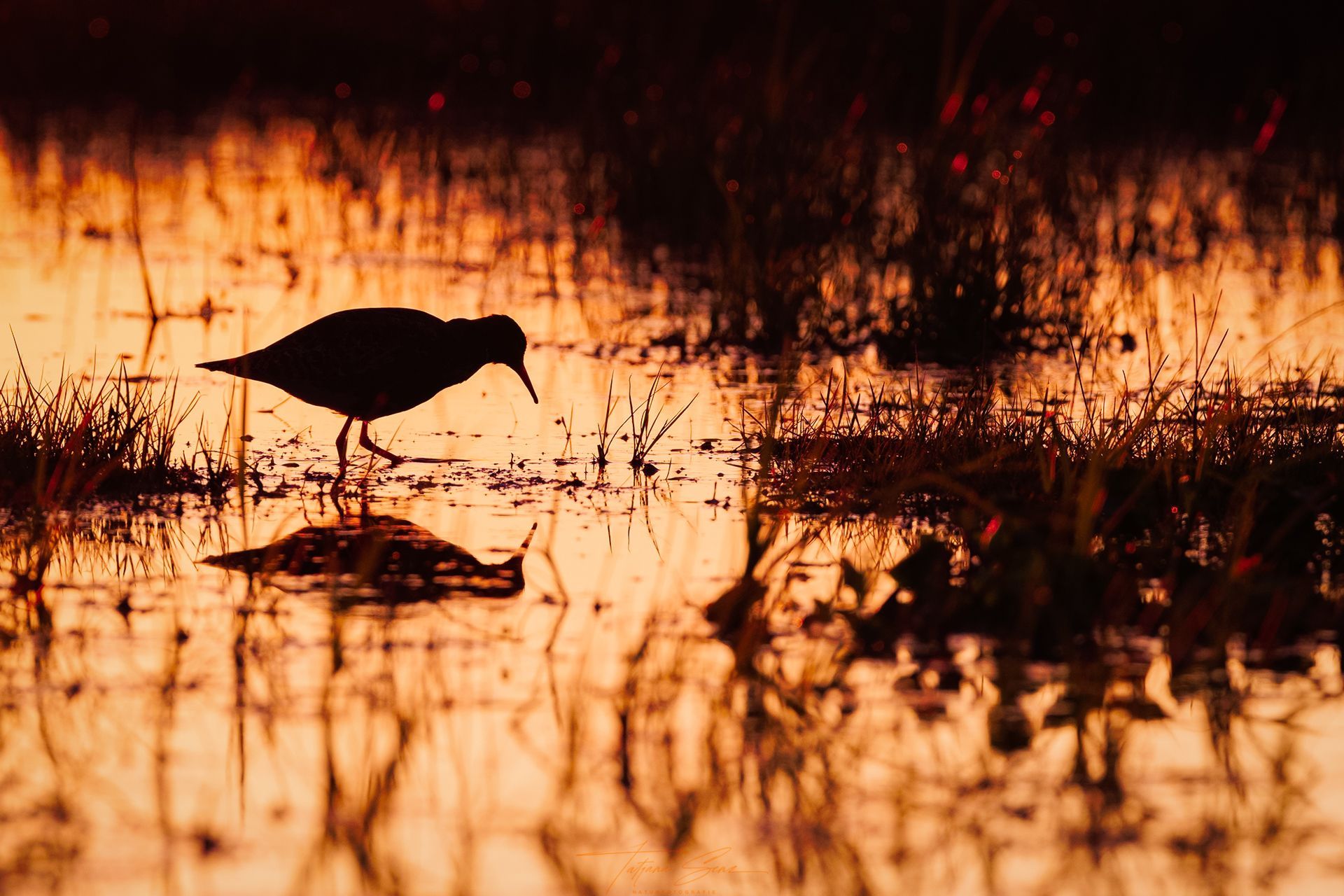 Silhouette eines  Watvogels, der bei Sonnenuntergang im Wasser watet und grasbewachsene Ränder reflektiert.