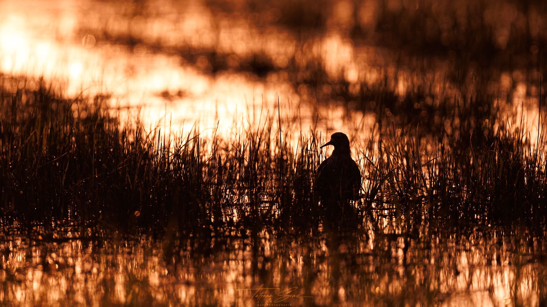Silhouette eines Vogels, der im sumpfigen Wasser steht, beleuchtet vom goldenen Sonnenuntergang.
