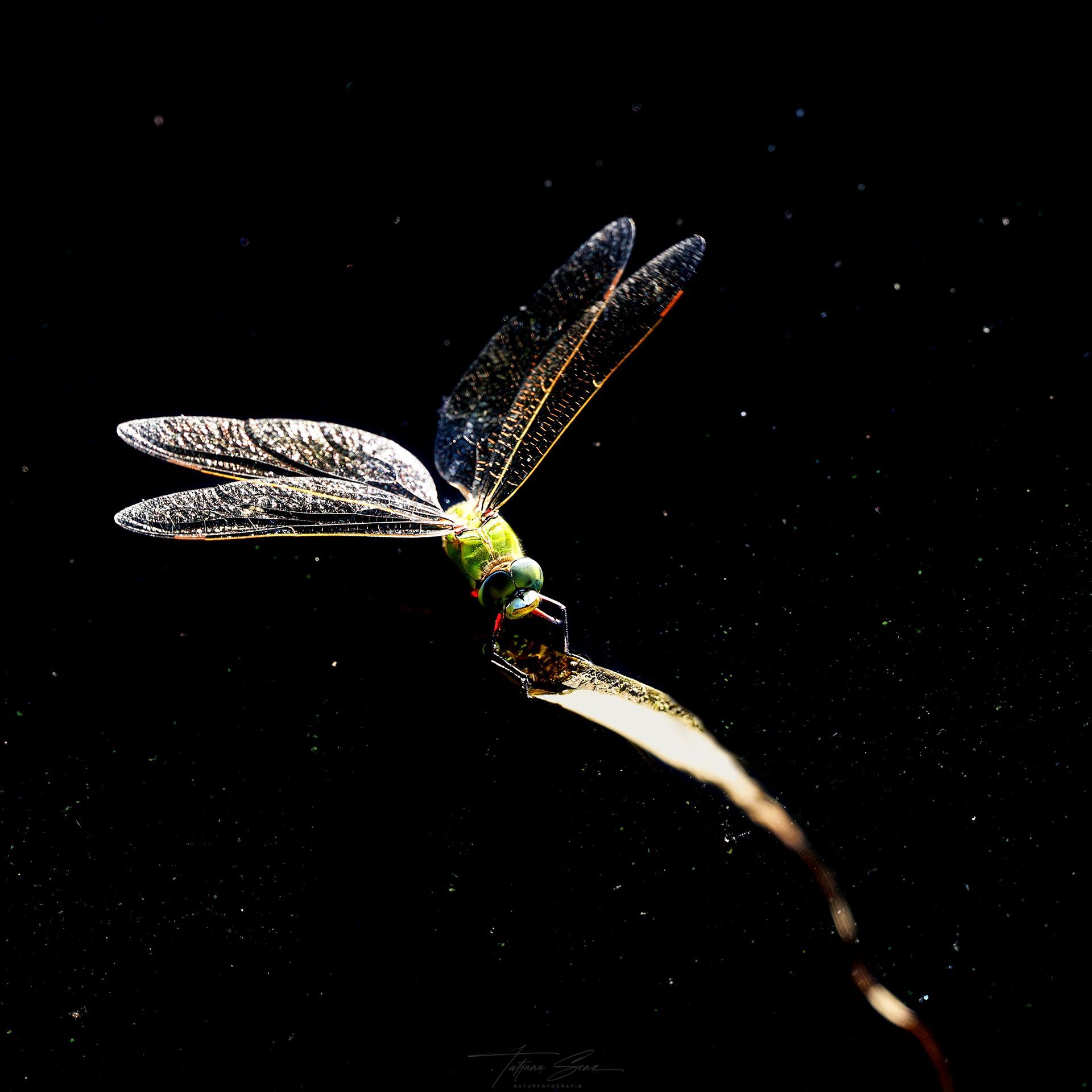 Libelle mit durchscheinenden Flügeln, die auf einem dünnen, gebogenen Stiel vor einem schwarzen Hintergrund sitzt.
