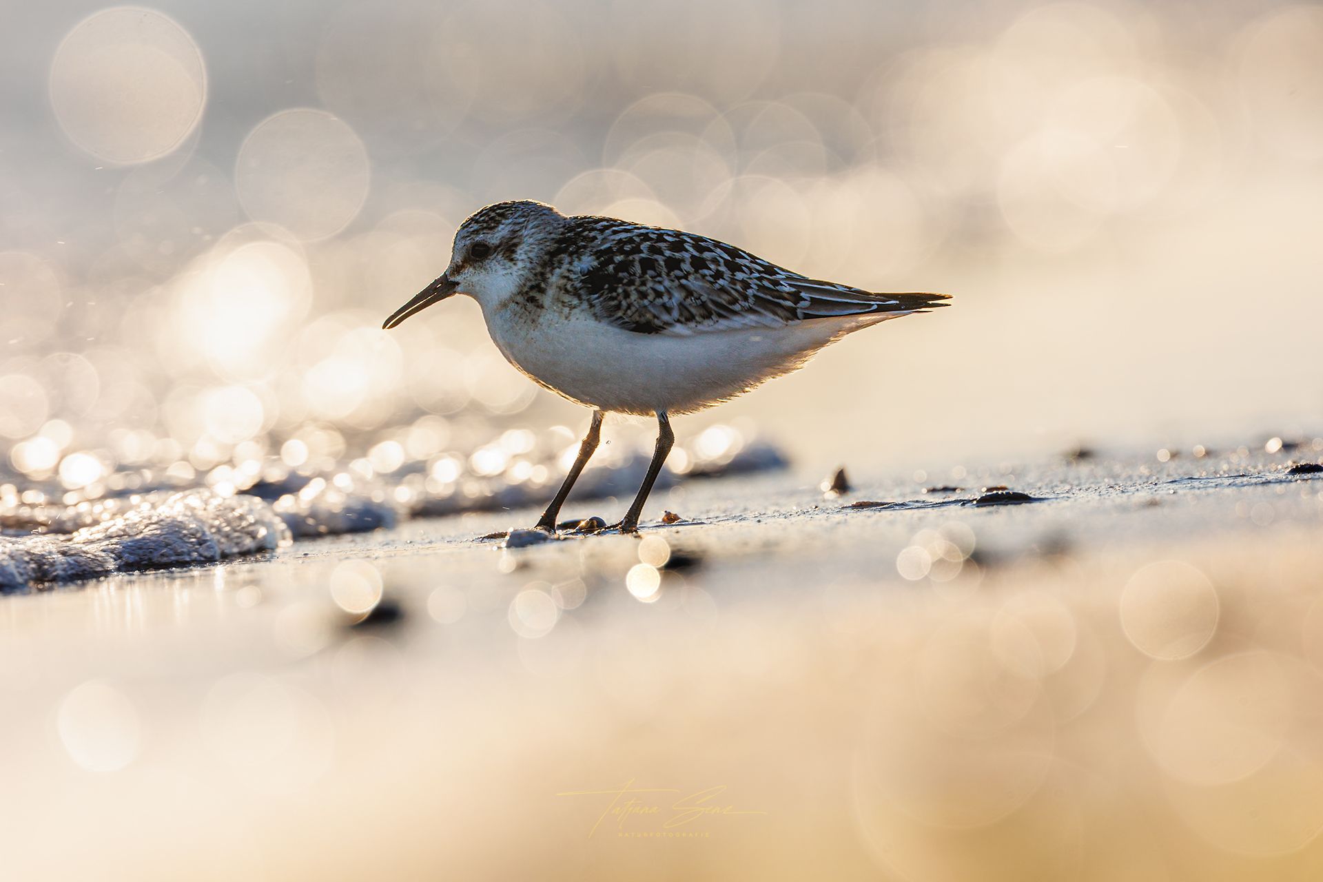 Sanderlingr an einem Sandstrand, gesprenkeltes grau-weißes Gefieder, Sonnenlicht glitzert auf dem Wasser.