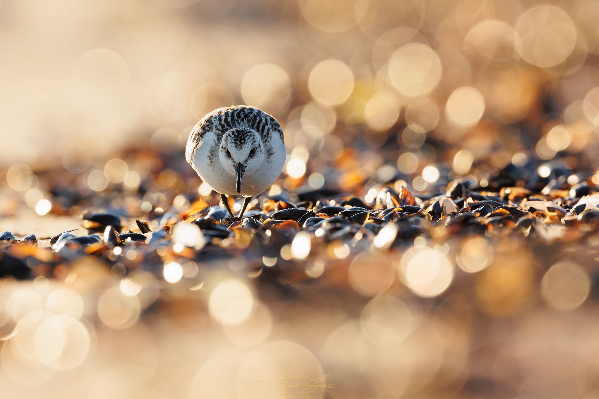 Galerie Gegenlichtaufnahmen