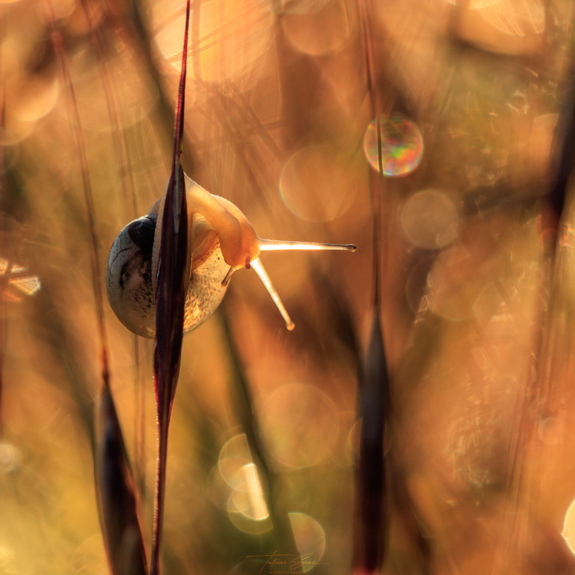 Schnecke, die sich an Grashalmen festklammert, beleuchtet vom goldenen Sonnenlicht.
